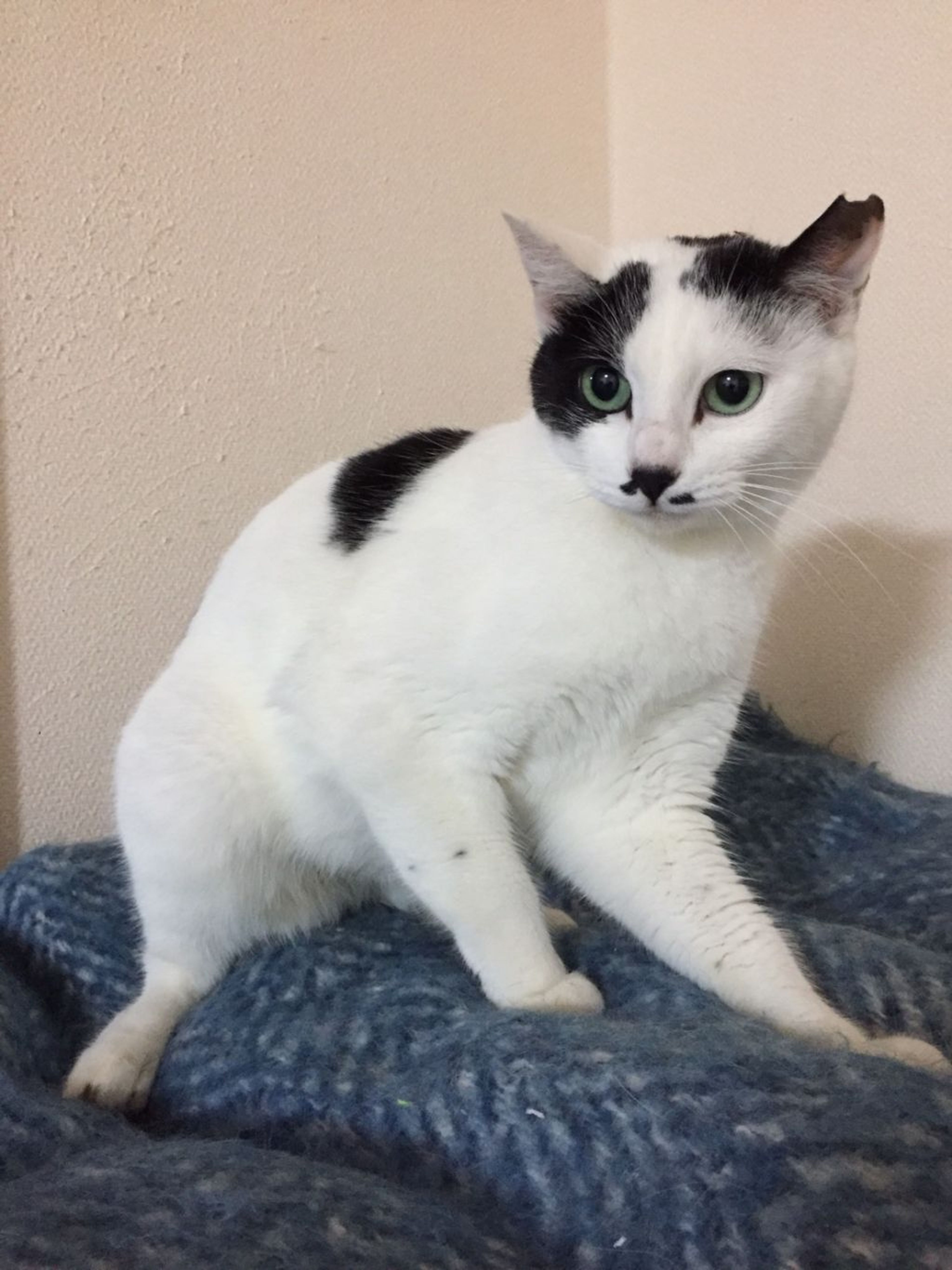 pet-image-6