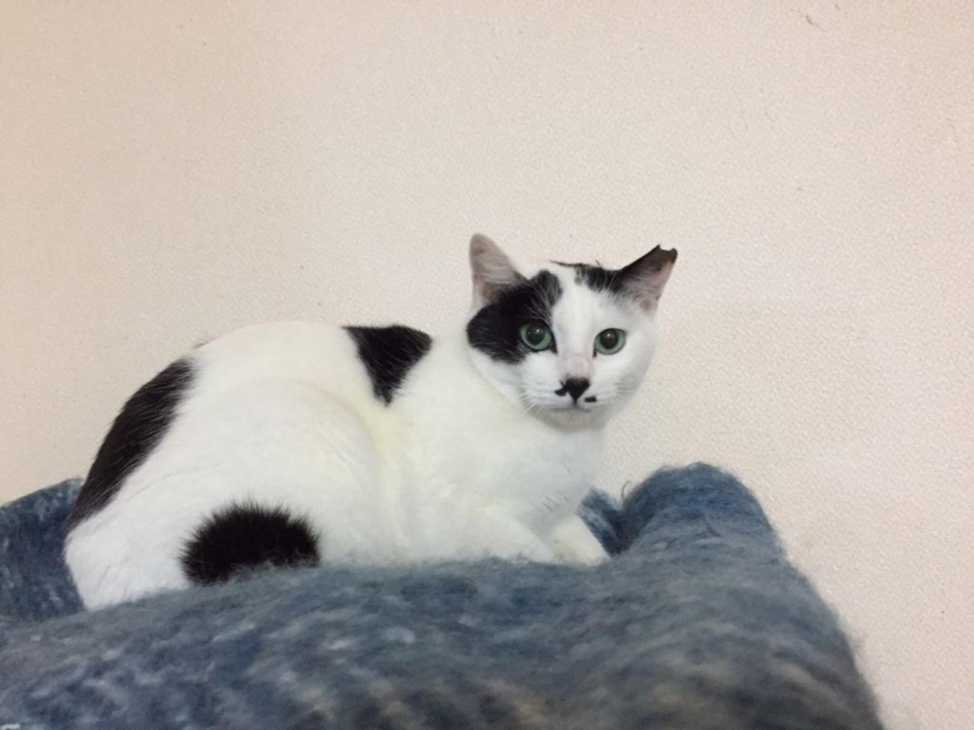 pet-image-8