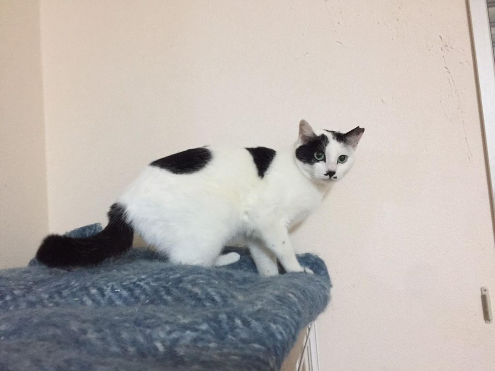 pet-image-9
