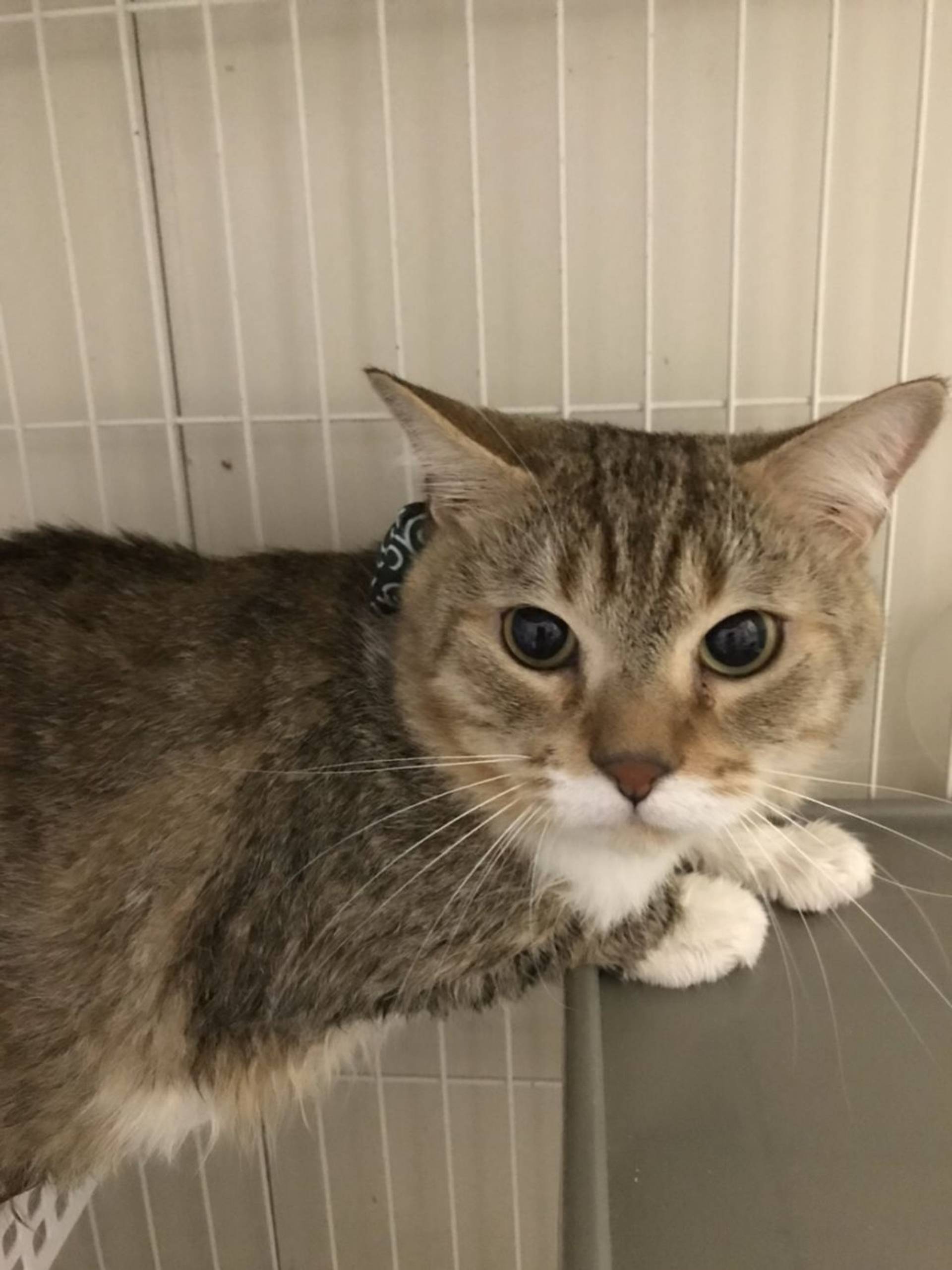 雑種（ミックス猫）・オスの里親募集の写真
