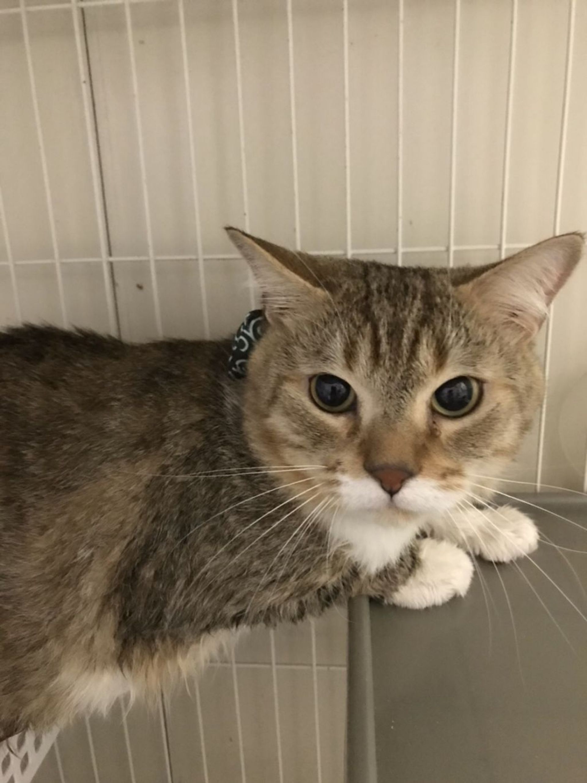 雑種（ミックス猫）・オスの里親募集の写真