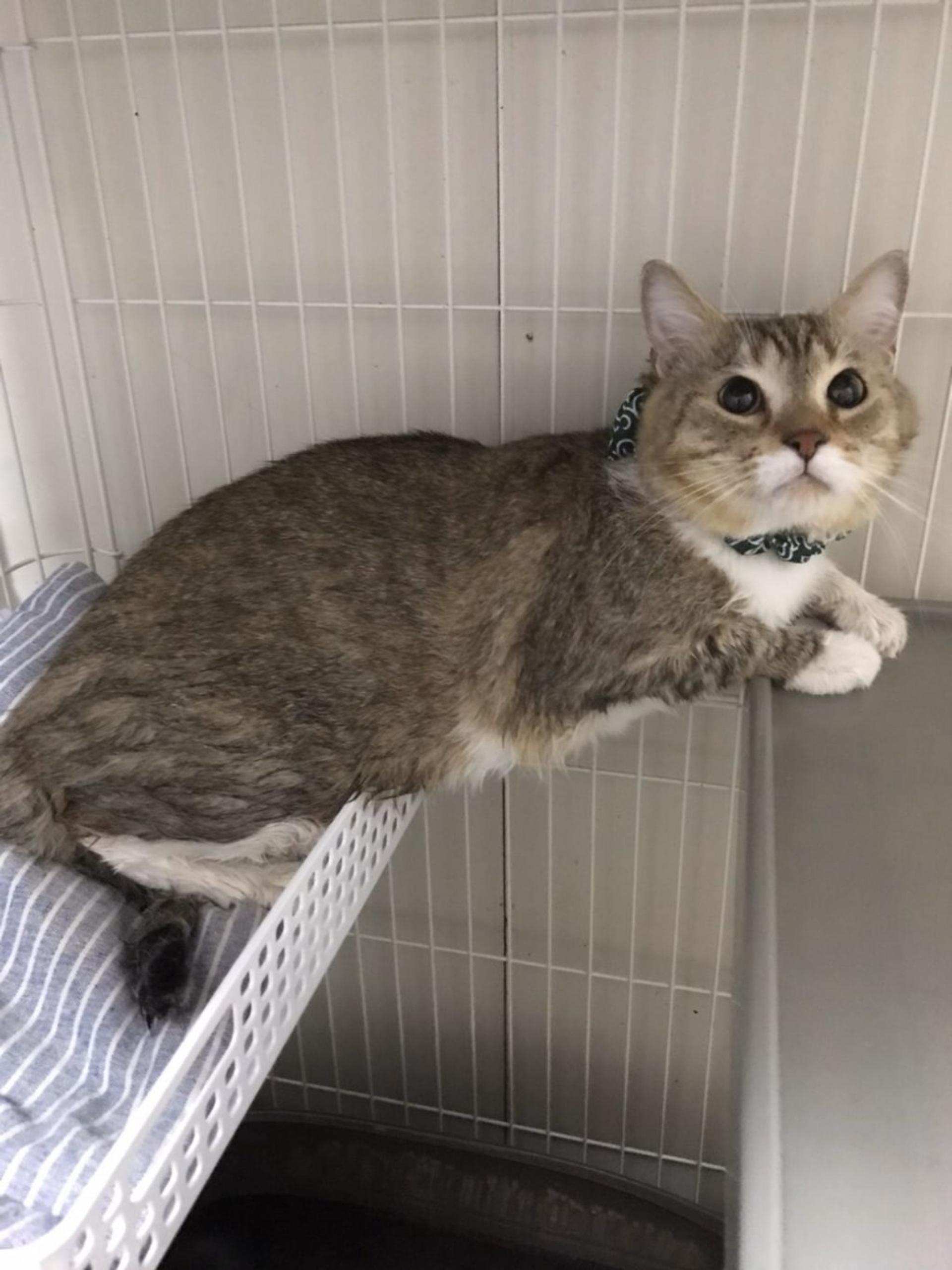 pet-image-2