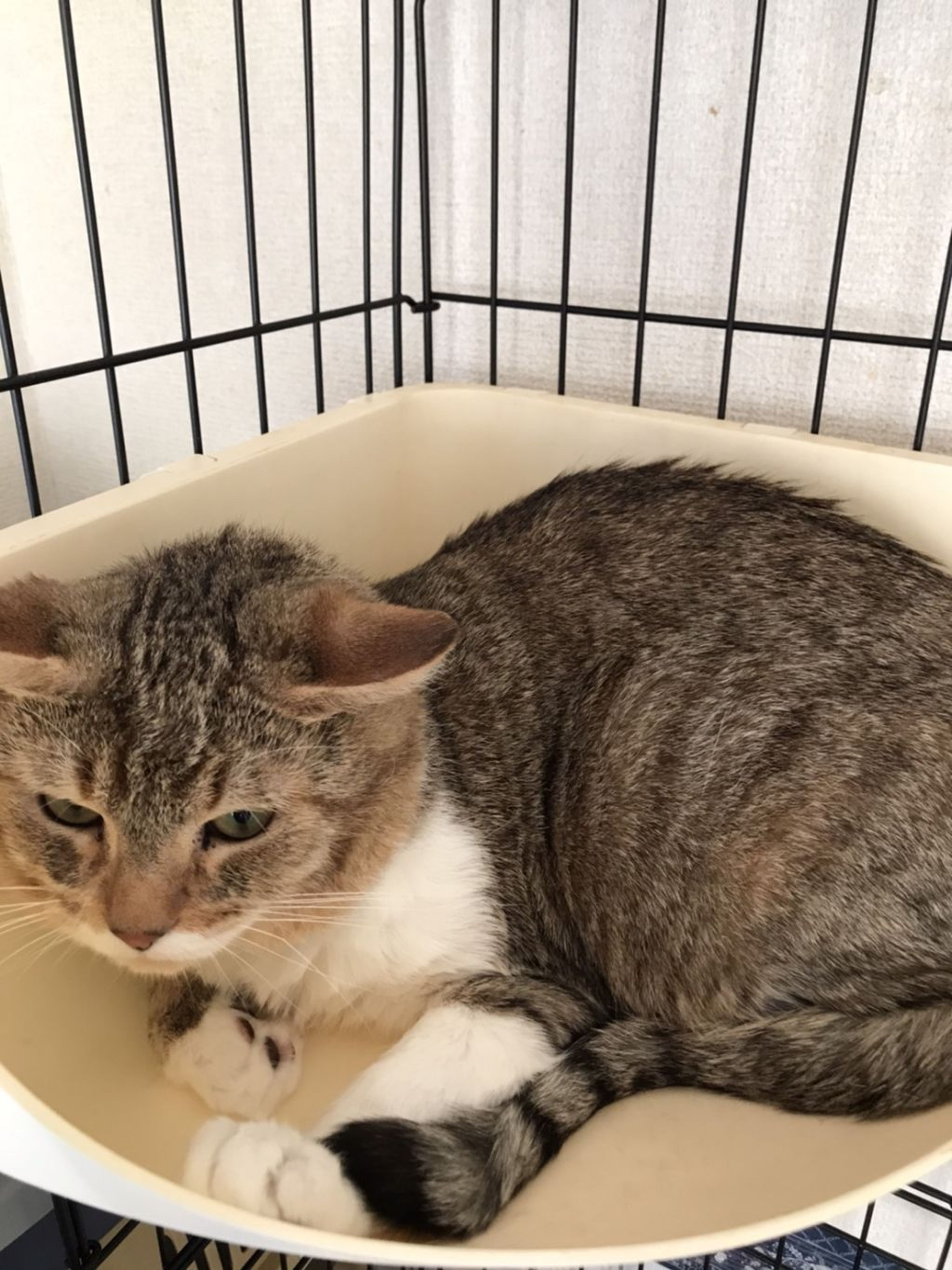 pet-image-3