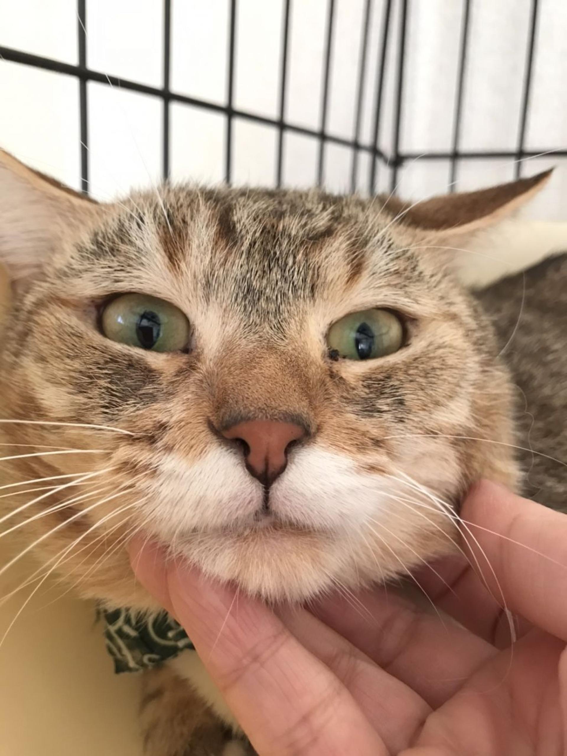 pet-image-4