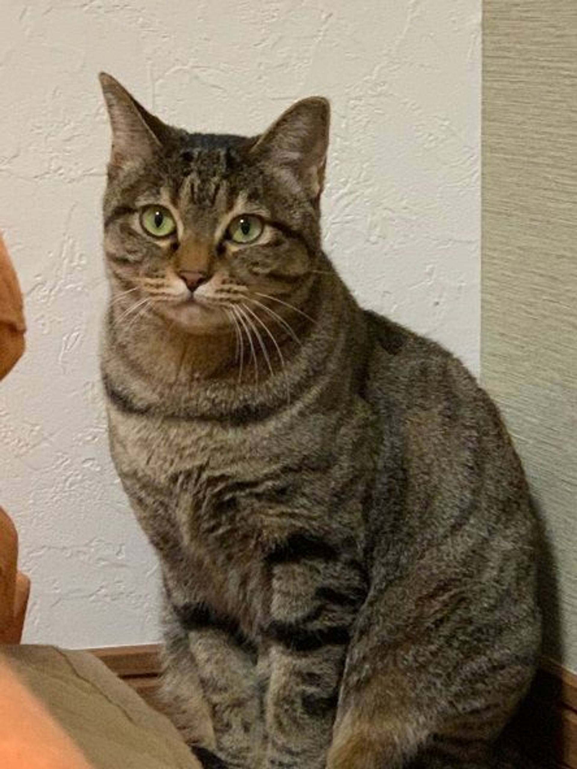 雑種（ミックス猫）・メスの里親募集の写真