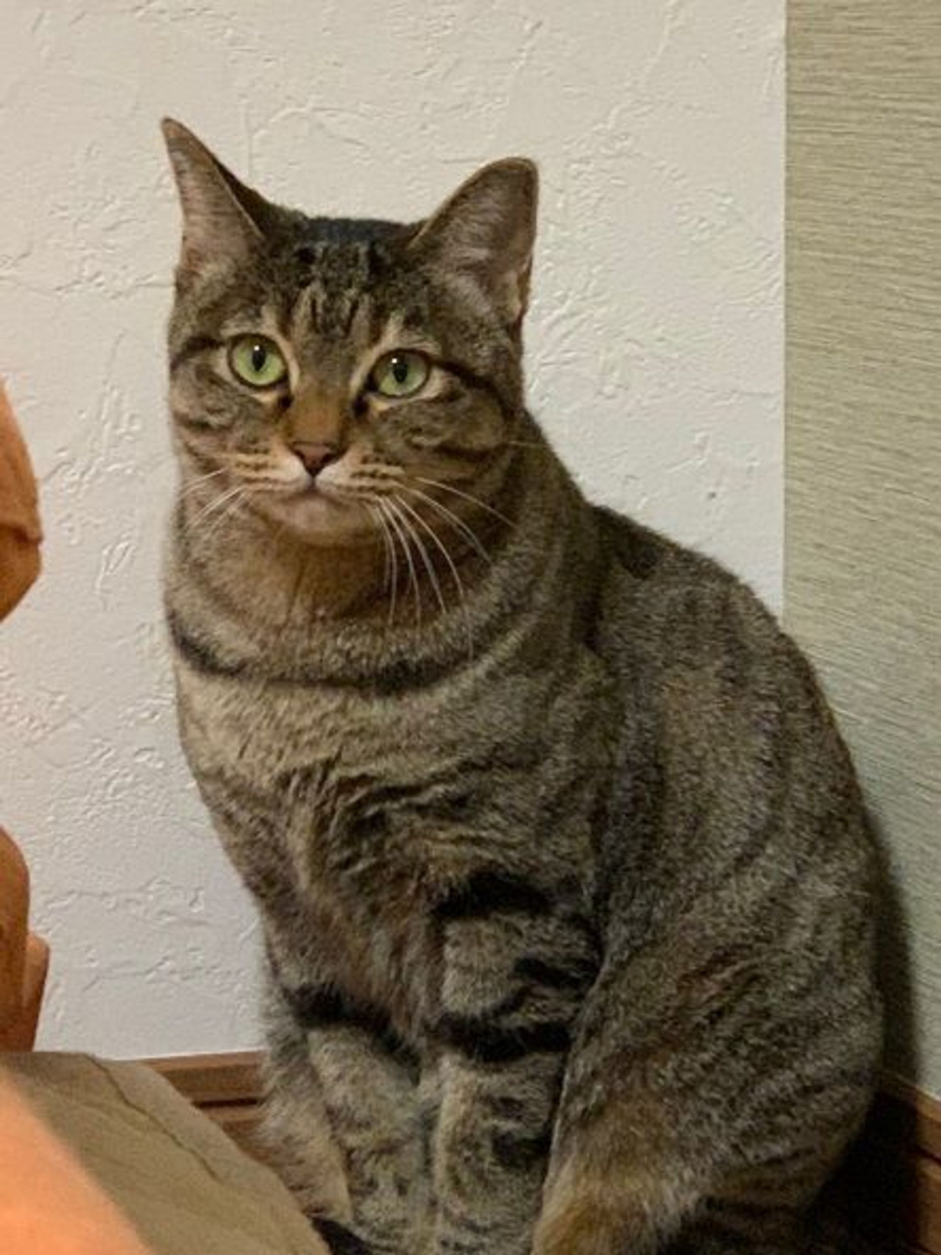 雑種（ミックス猫）・メスの里親募集の写真