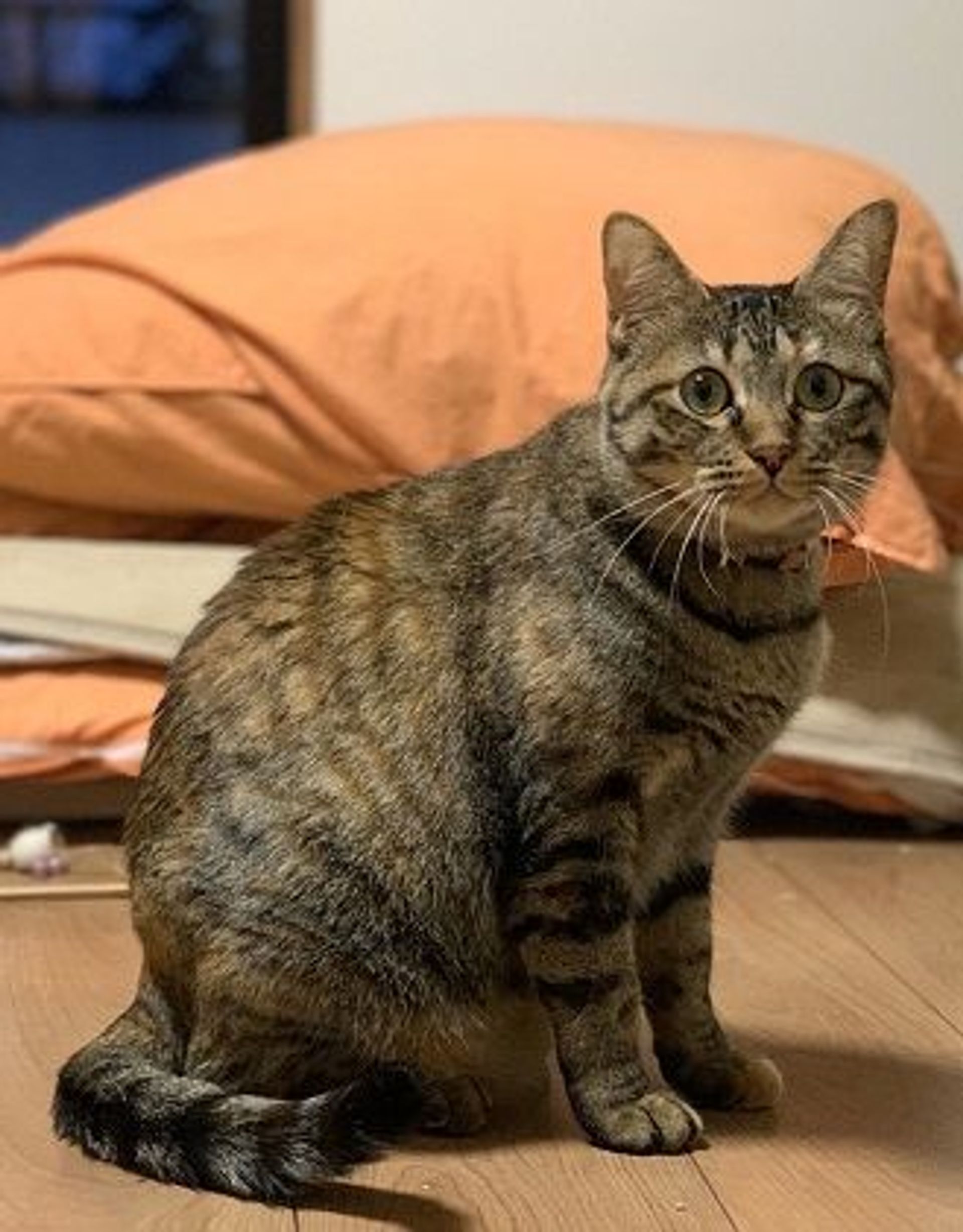 雑種（ミックス猫）・メスの里親募集の写真