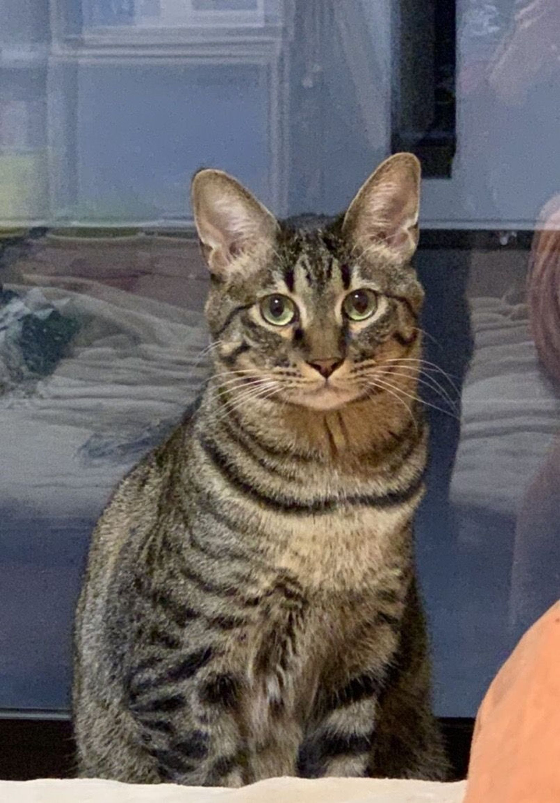 雑種（ミックス猫）・オスの里親募集の写真