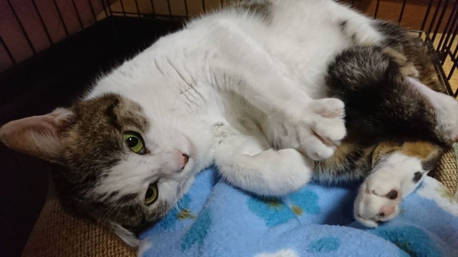 雑種（ミックス猫）・メスの里親募集の写真