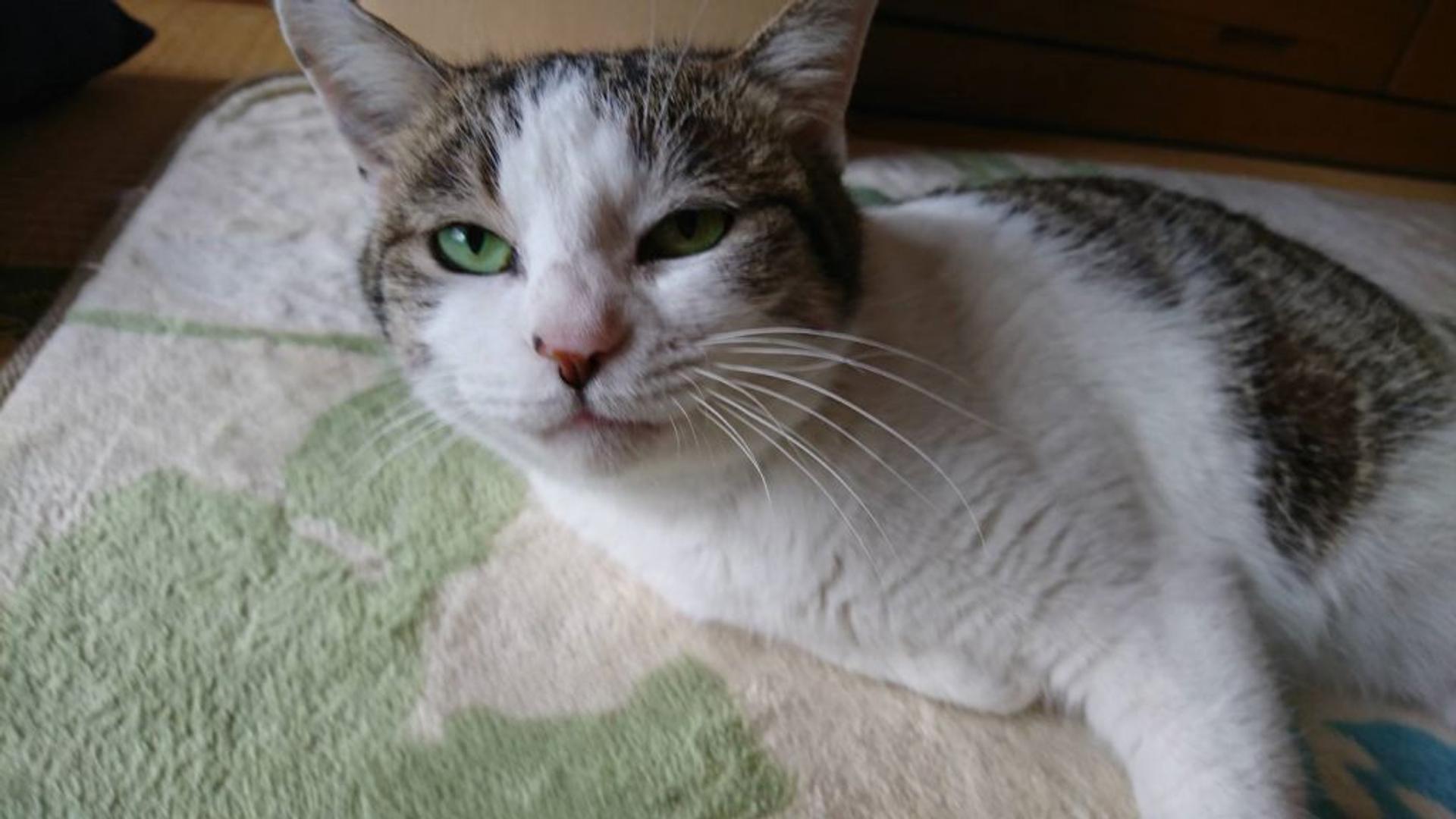 pet-image-2