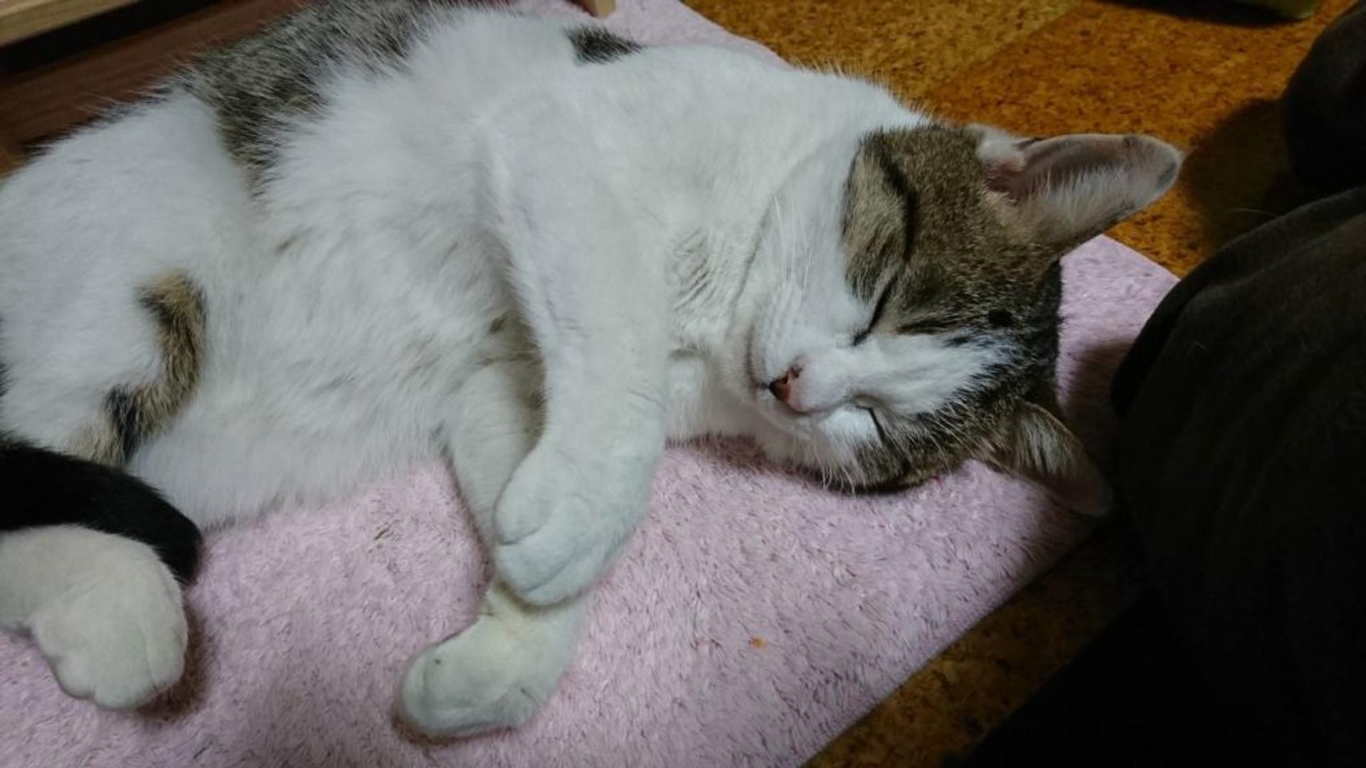 pet-image-3