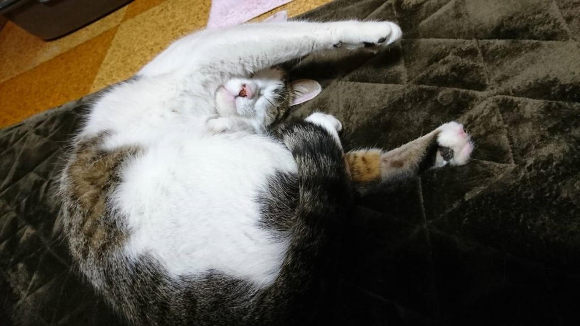 pet-image-4