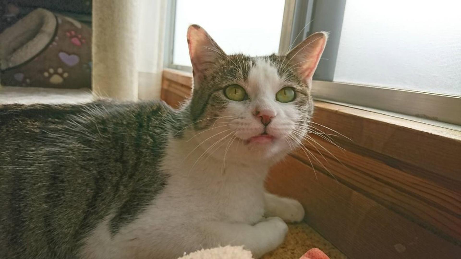 pet-image-5