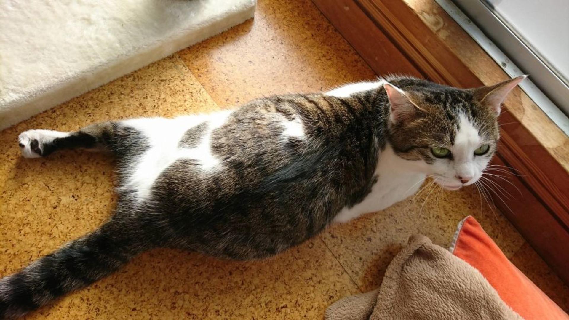 pet-image-6