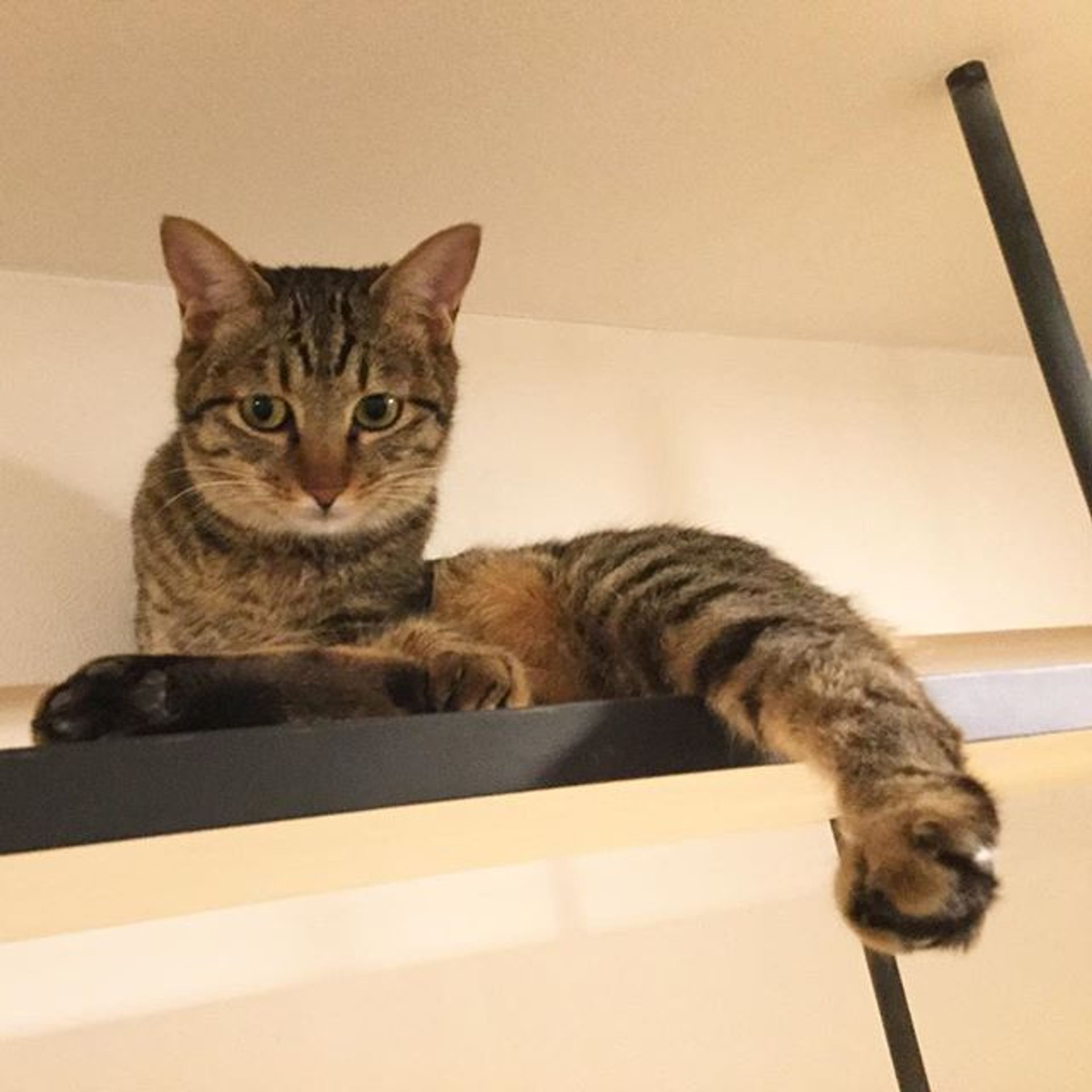 雑種（ミックス猫）・メスの里親募集の写真