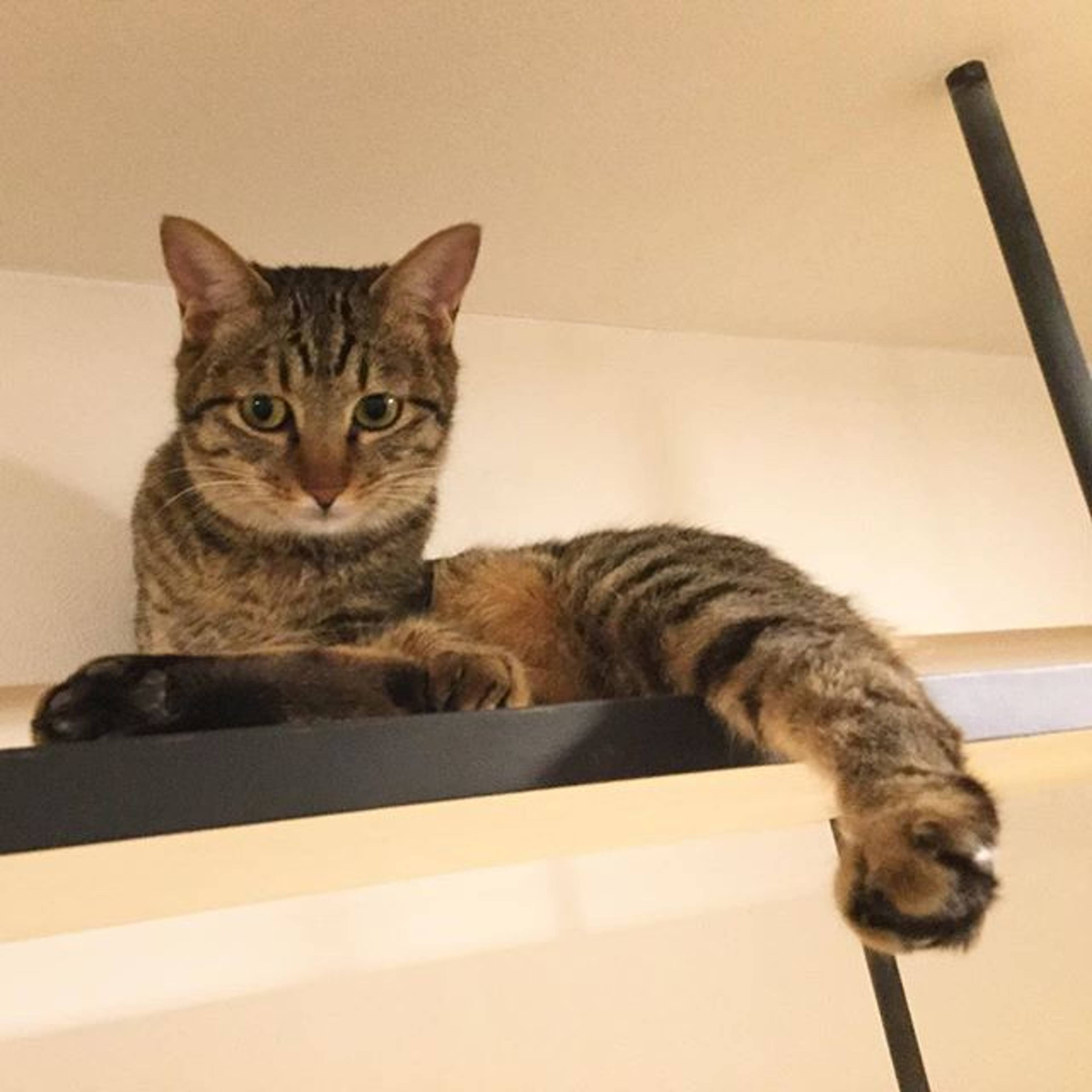雑種（ミックス猫）・メスの里親募集の写真