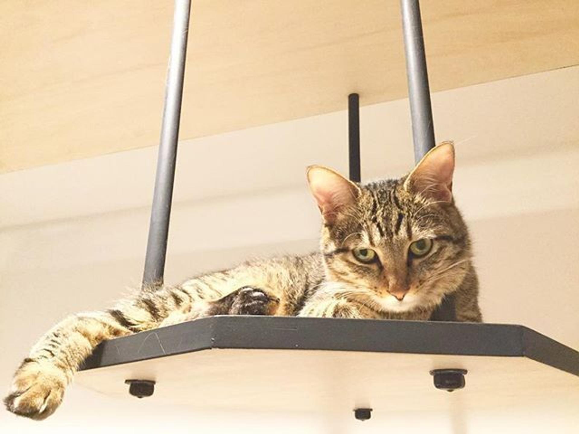 pet-image-2