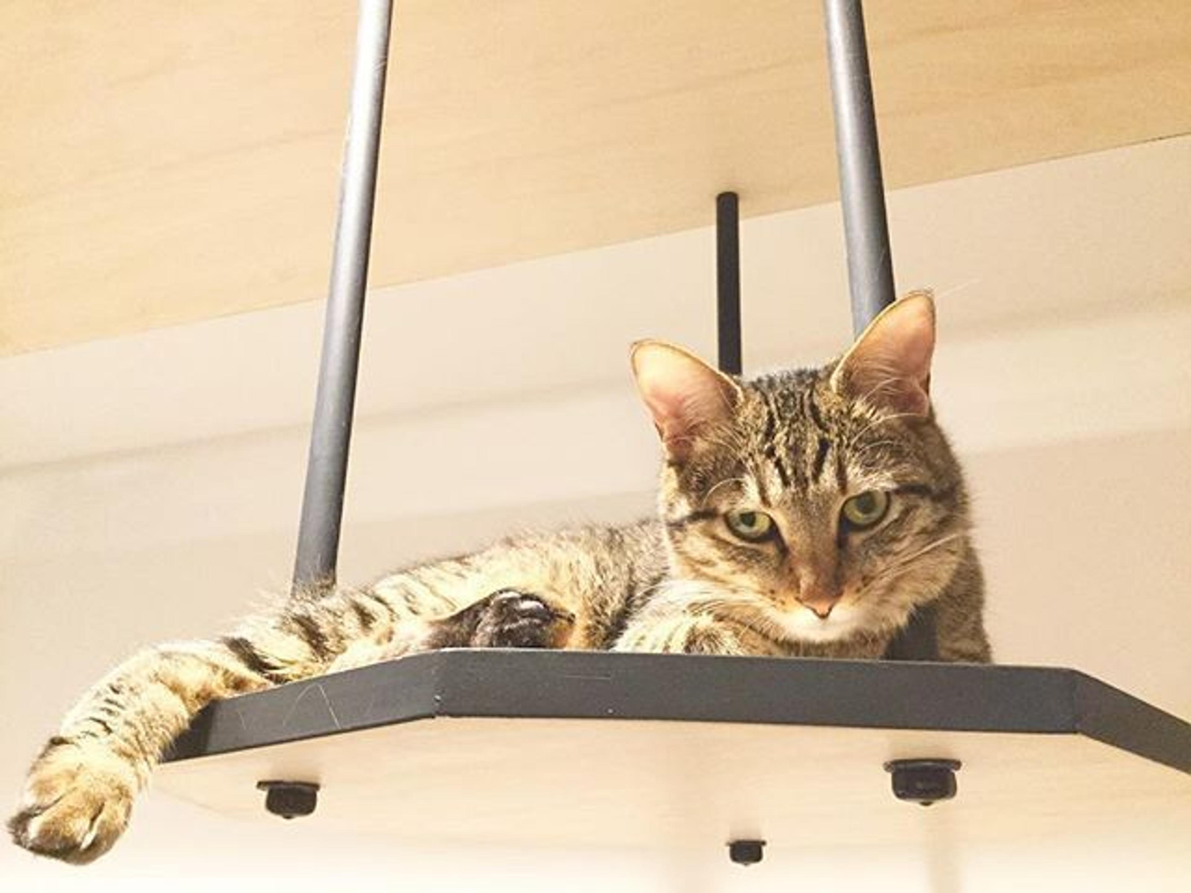 pet-image-2