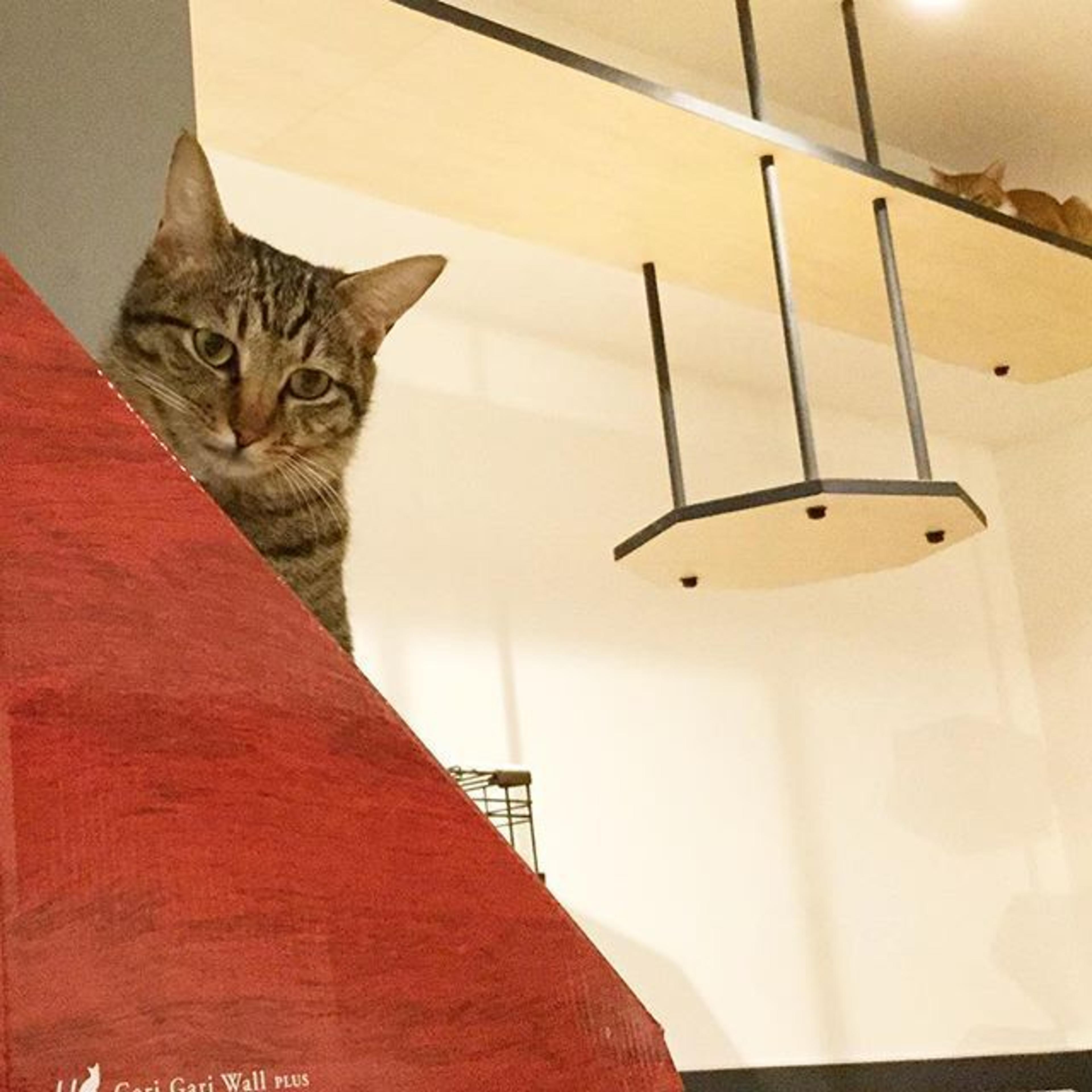 pet-image-3