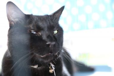 くろの写真