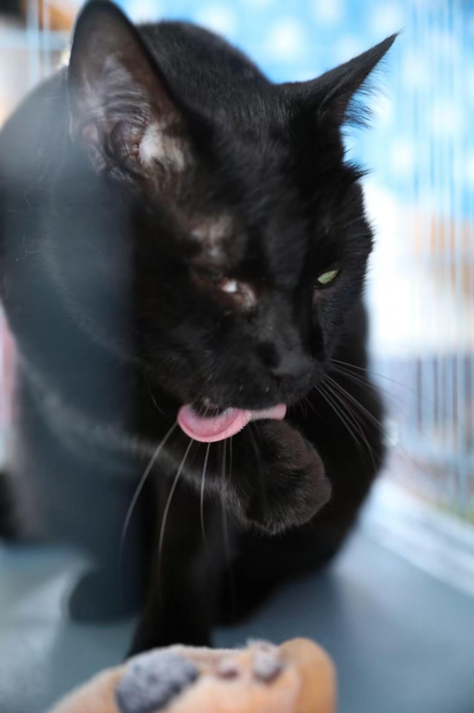 pet-image-2