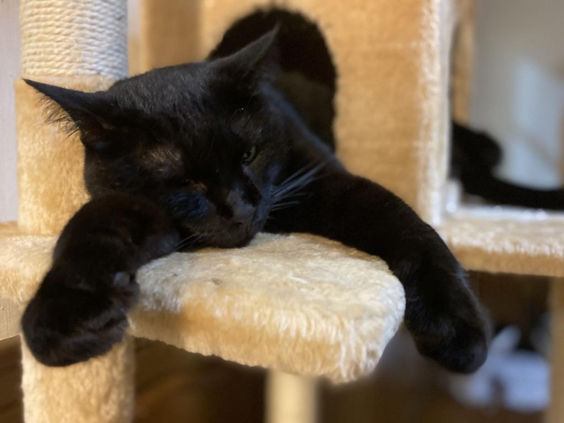 pet-image-3