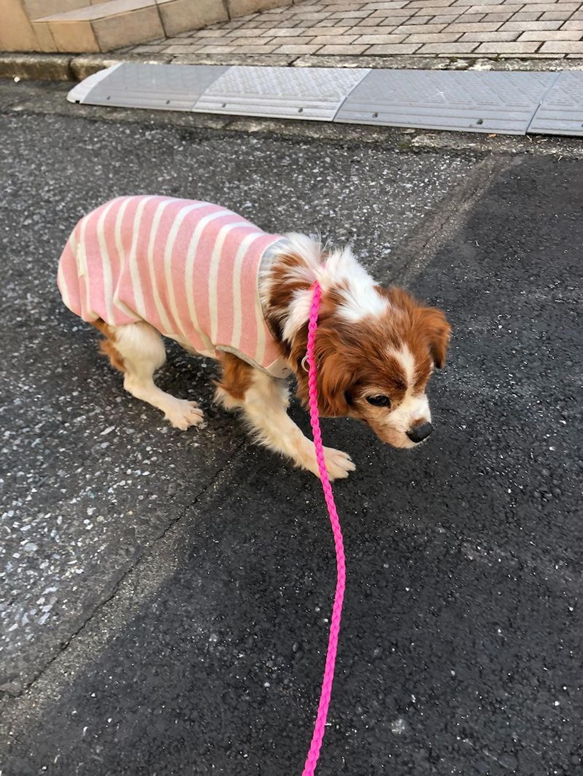 pet-image-3