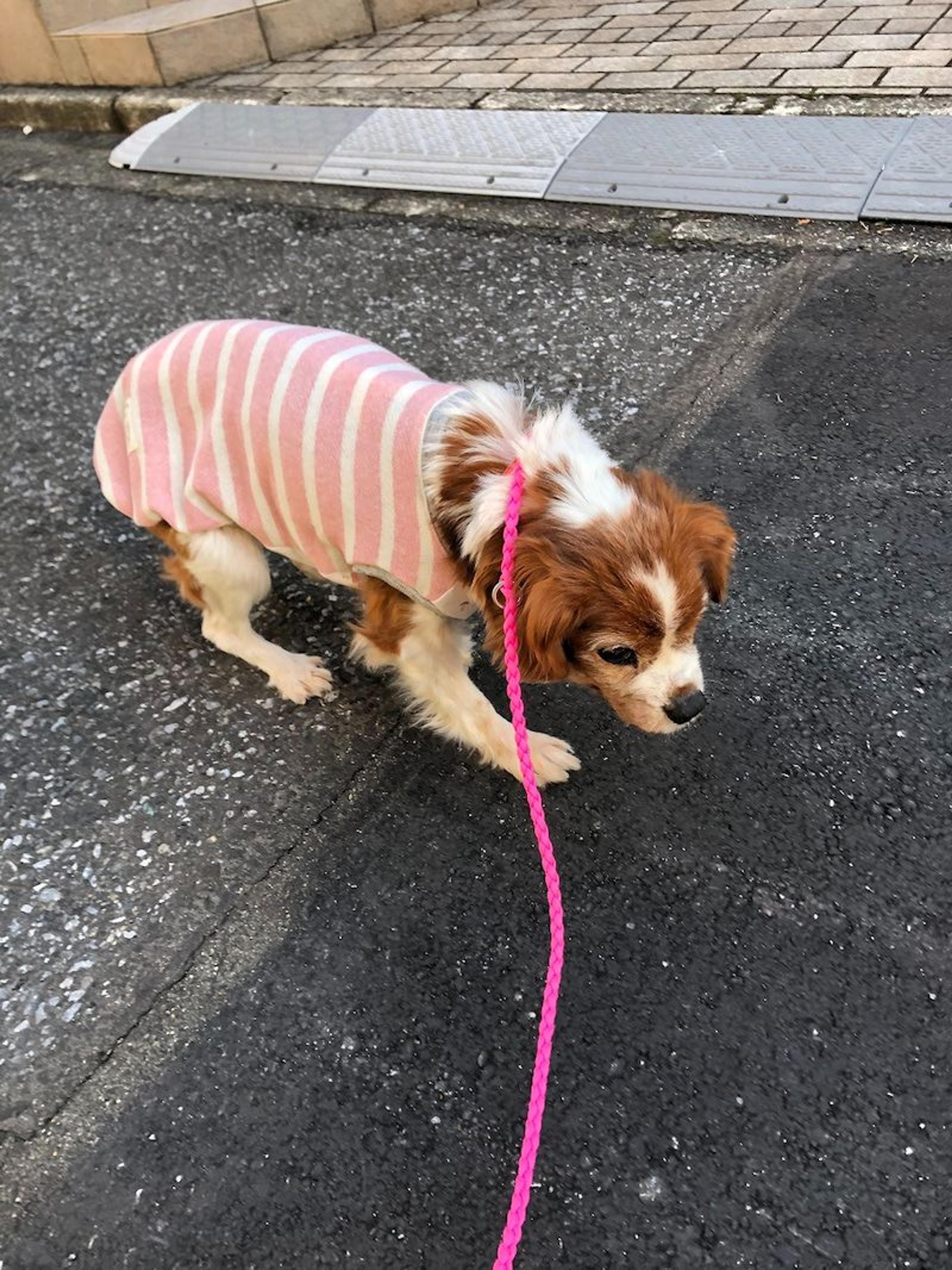 pet-image-3