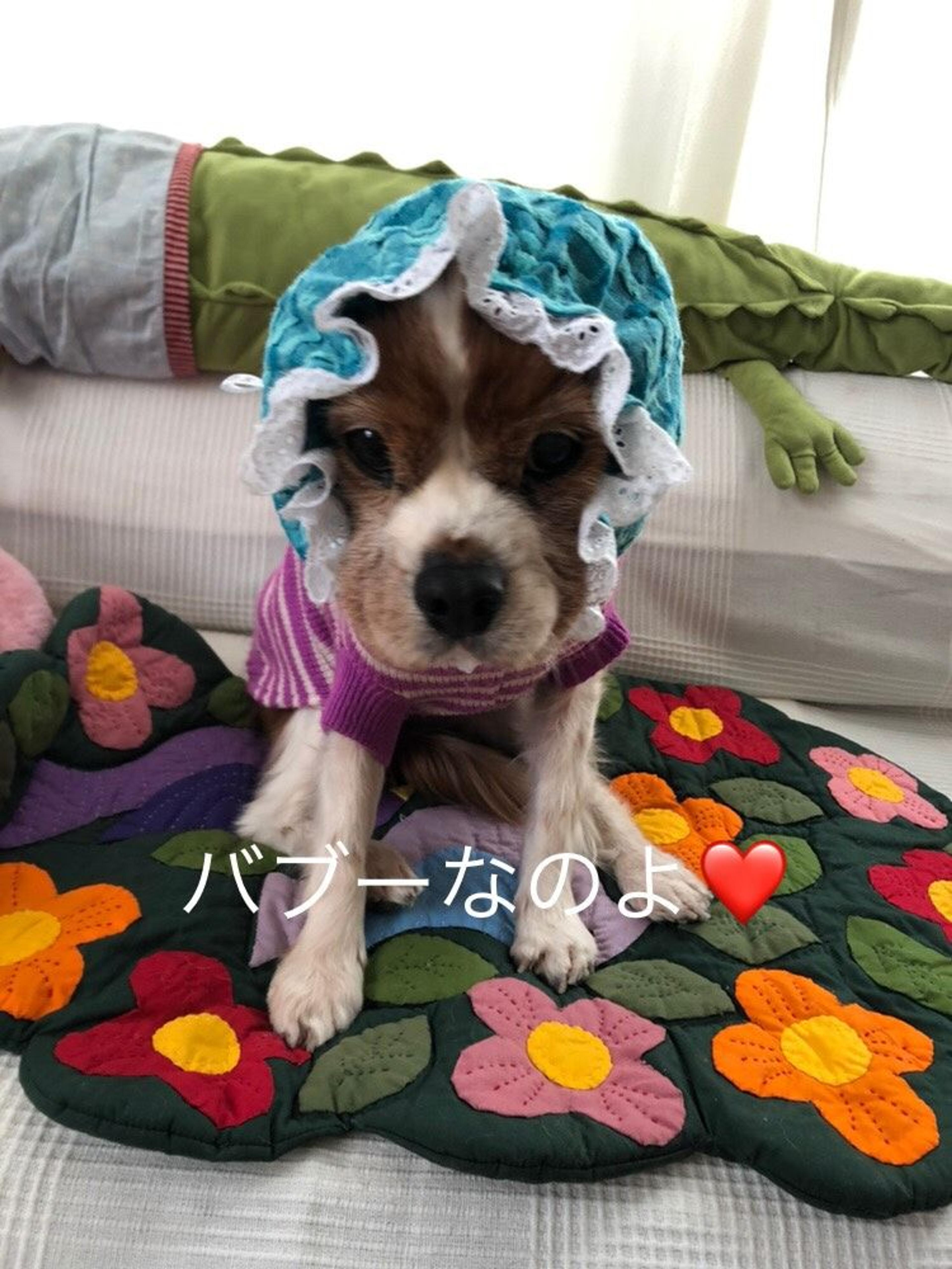 pet-image-4