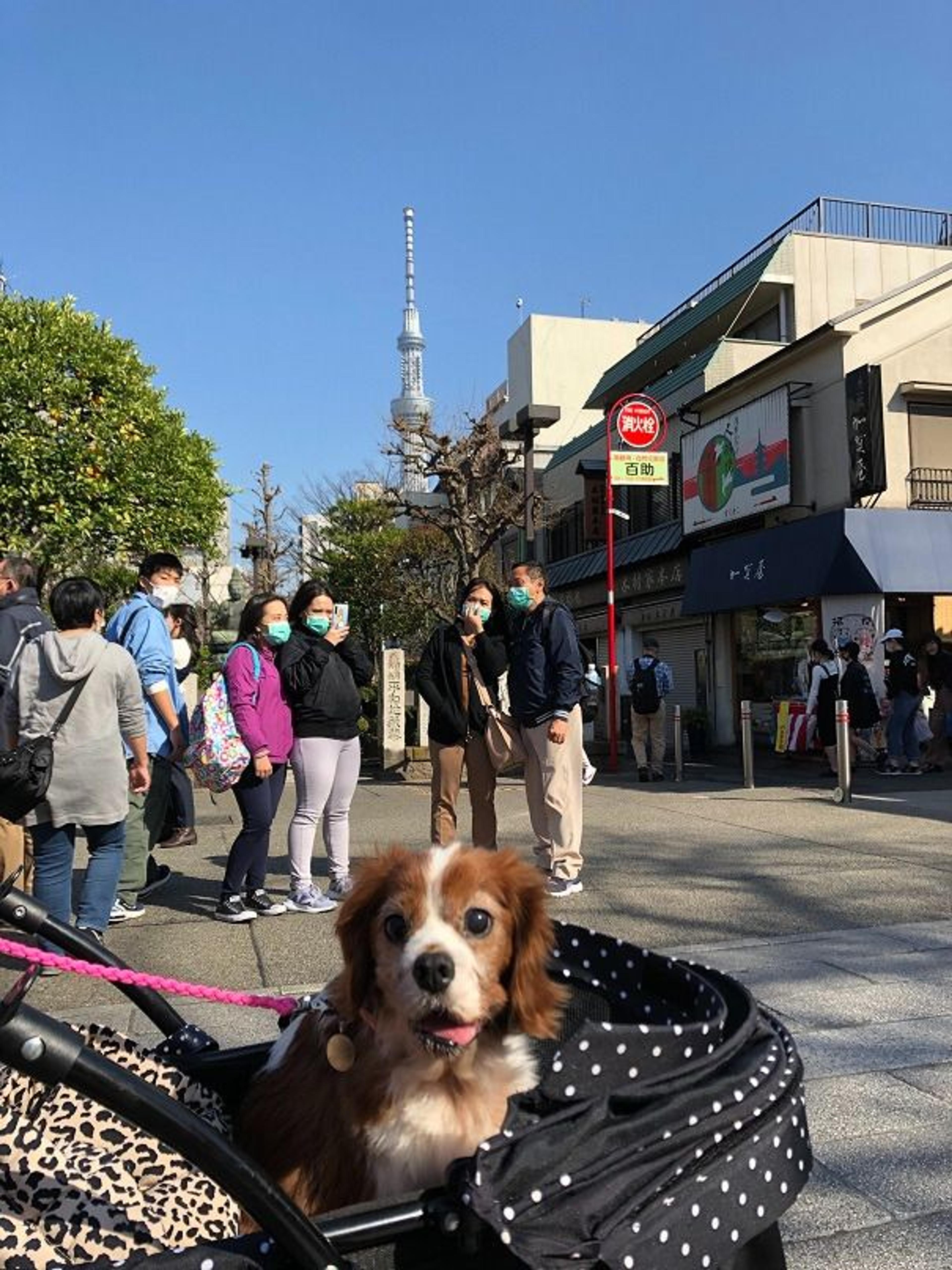 pet-image-5