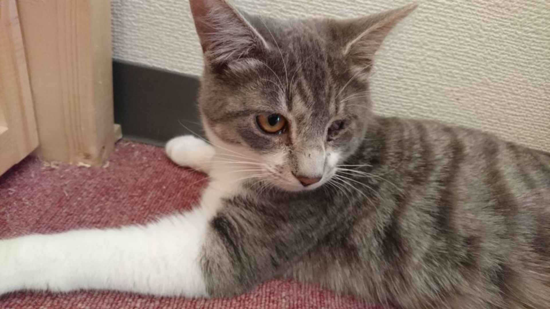 雑種（ミックス猫）・オスの里親募集の写真