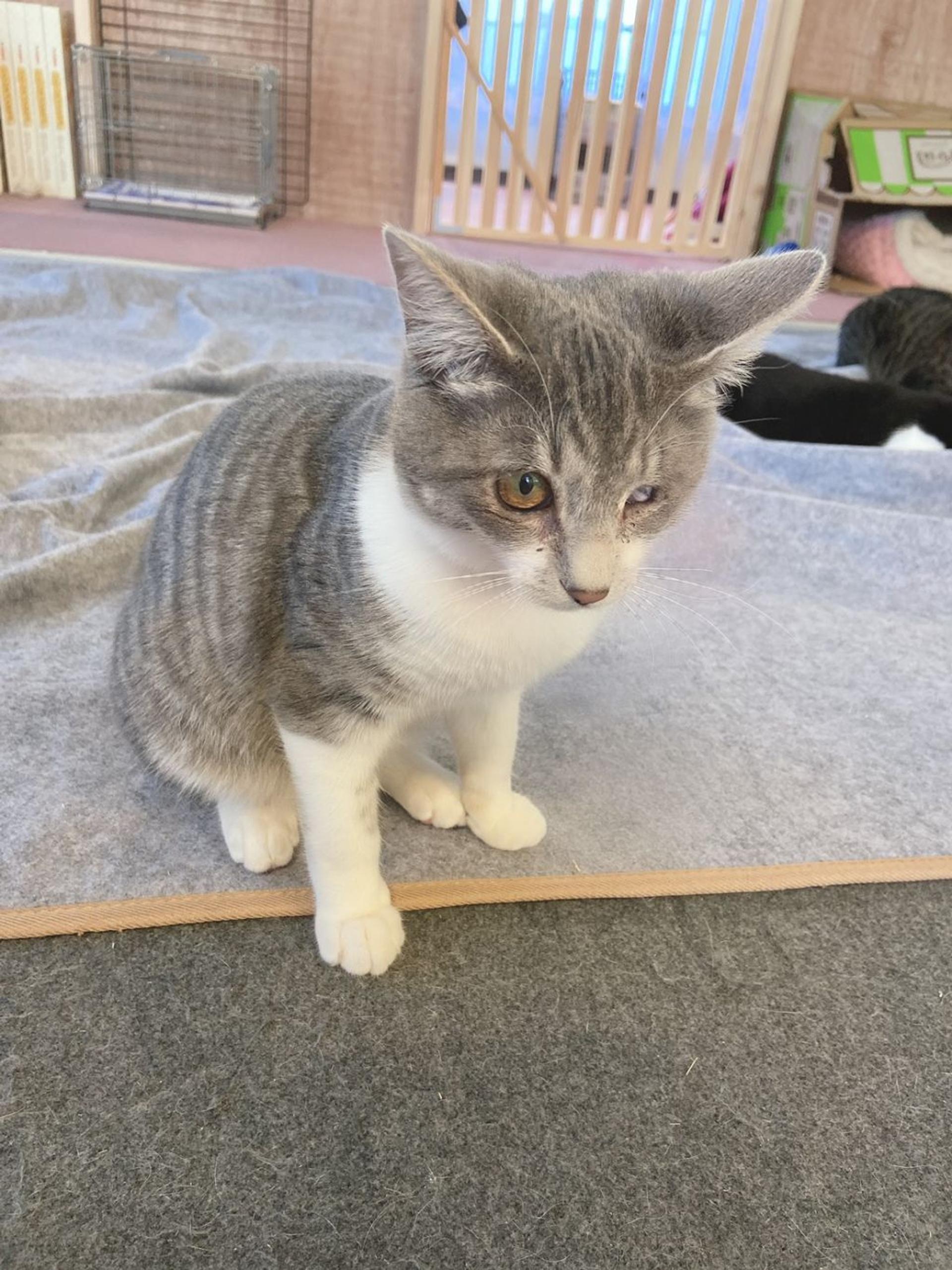 pet-image-3