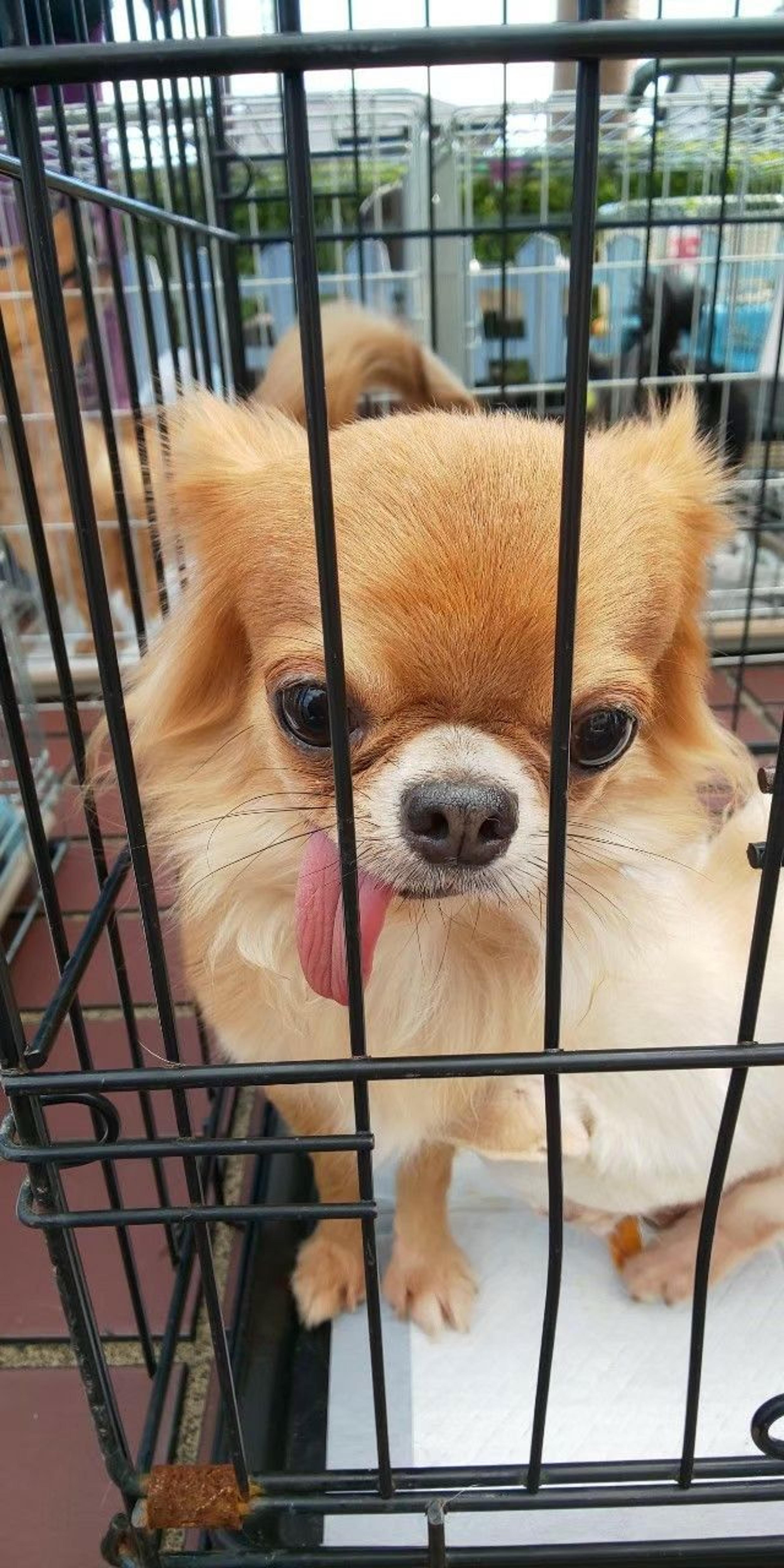 pet-image-2