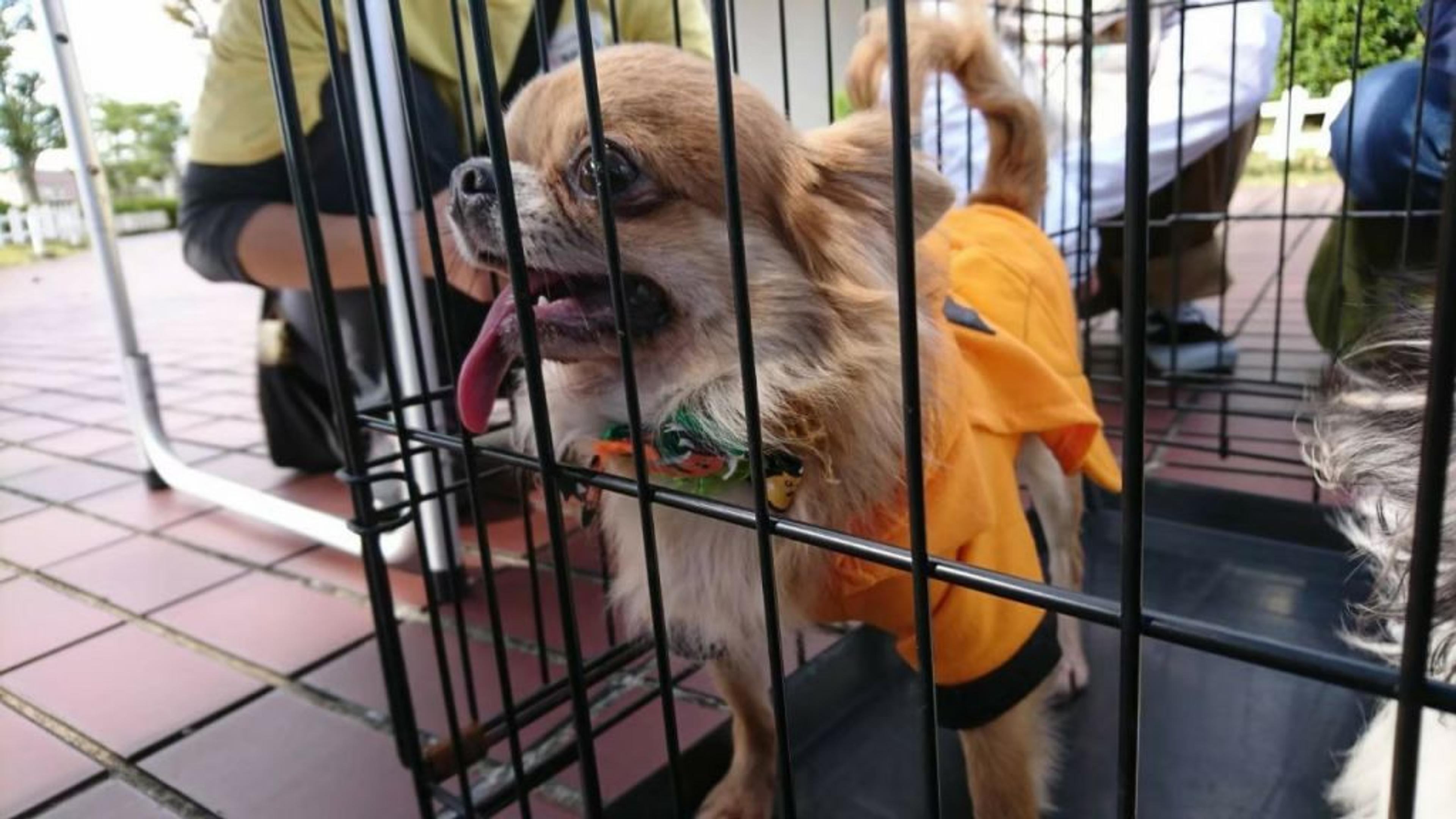 pet-image-3