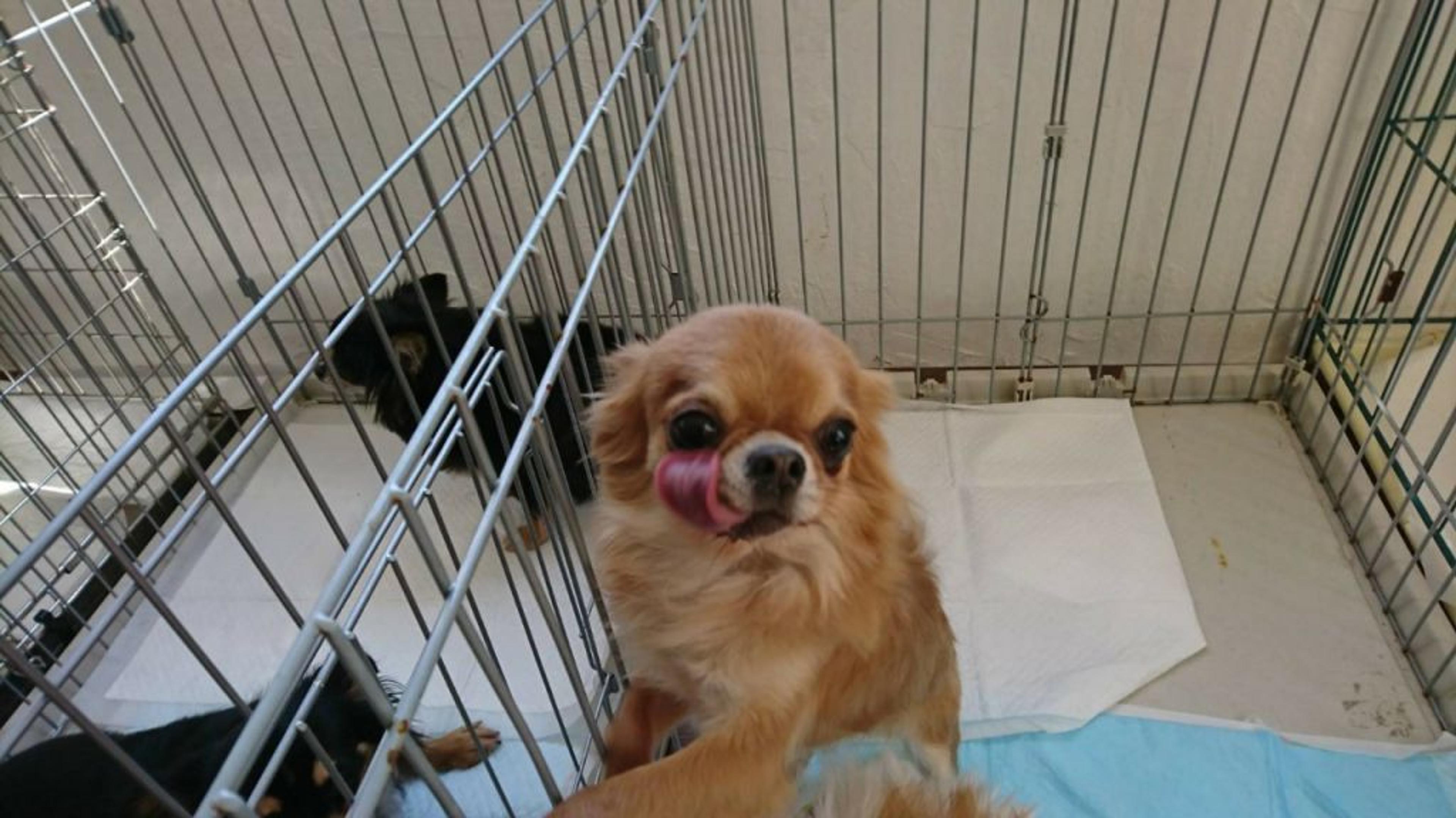 pet-image-4