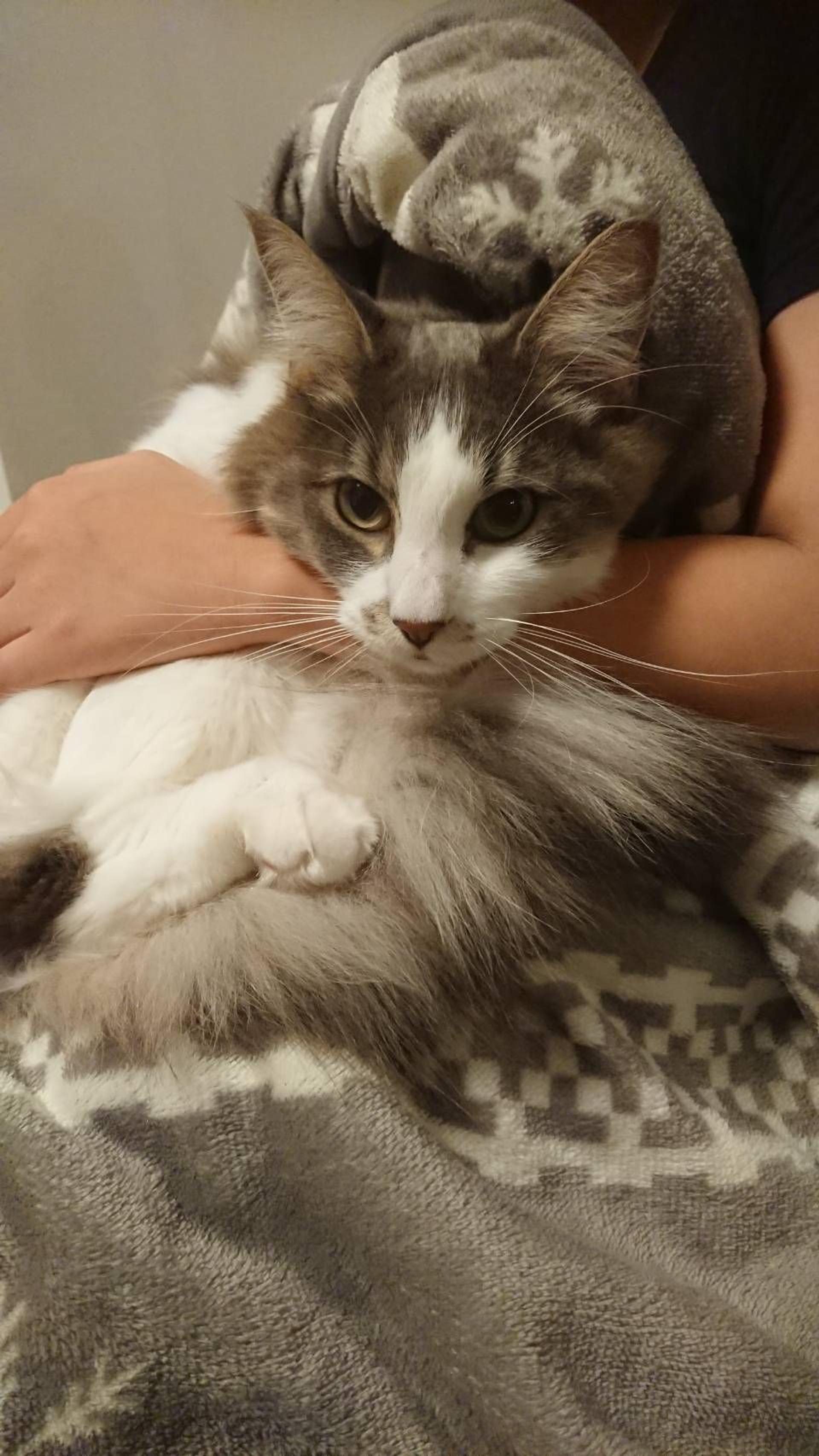 pet-image-2