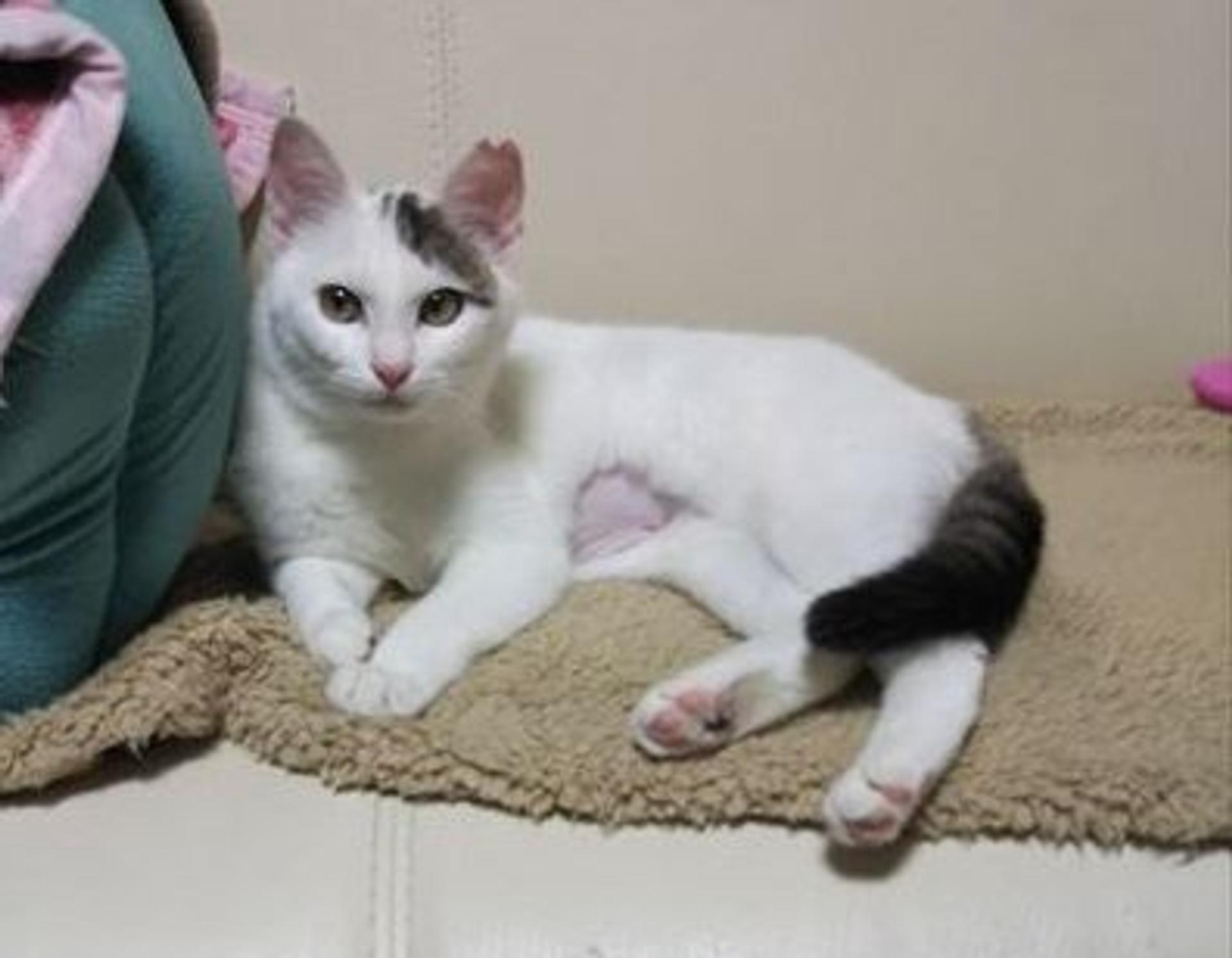 pet-image-2