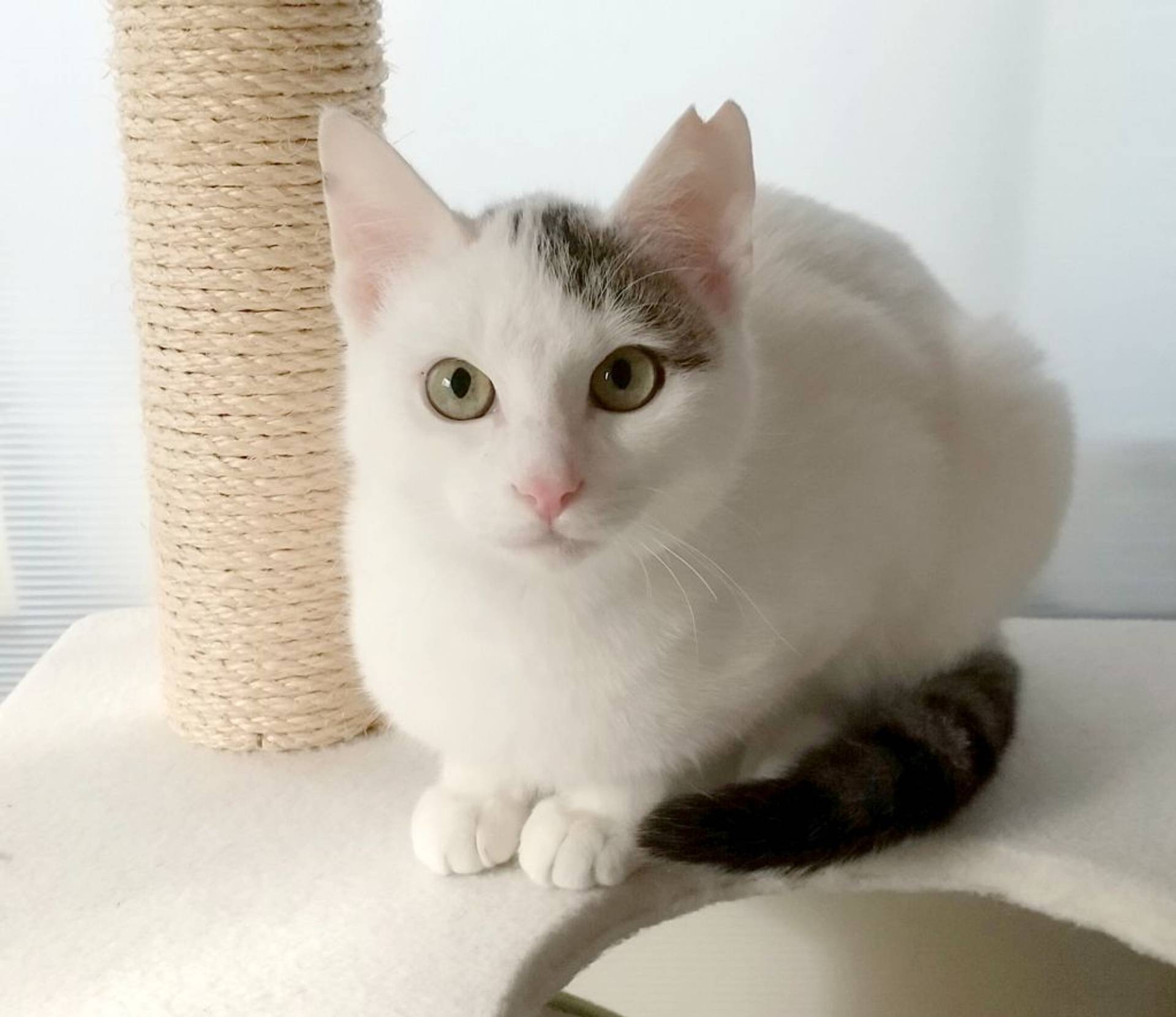 雑種（ミックス猫）・メスの里親募集の写真