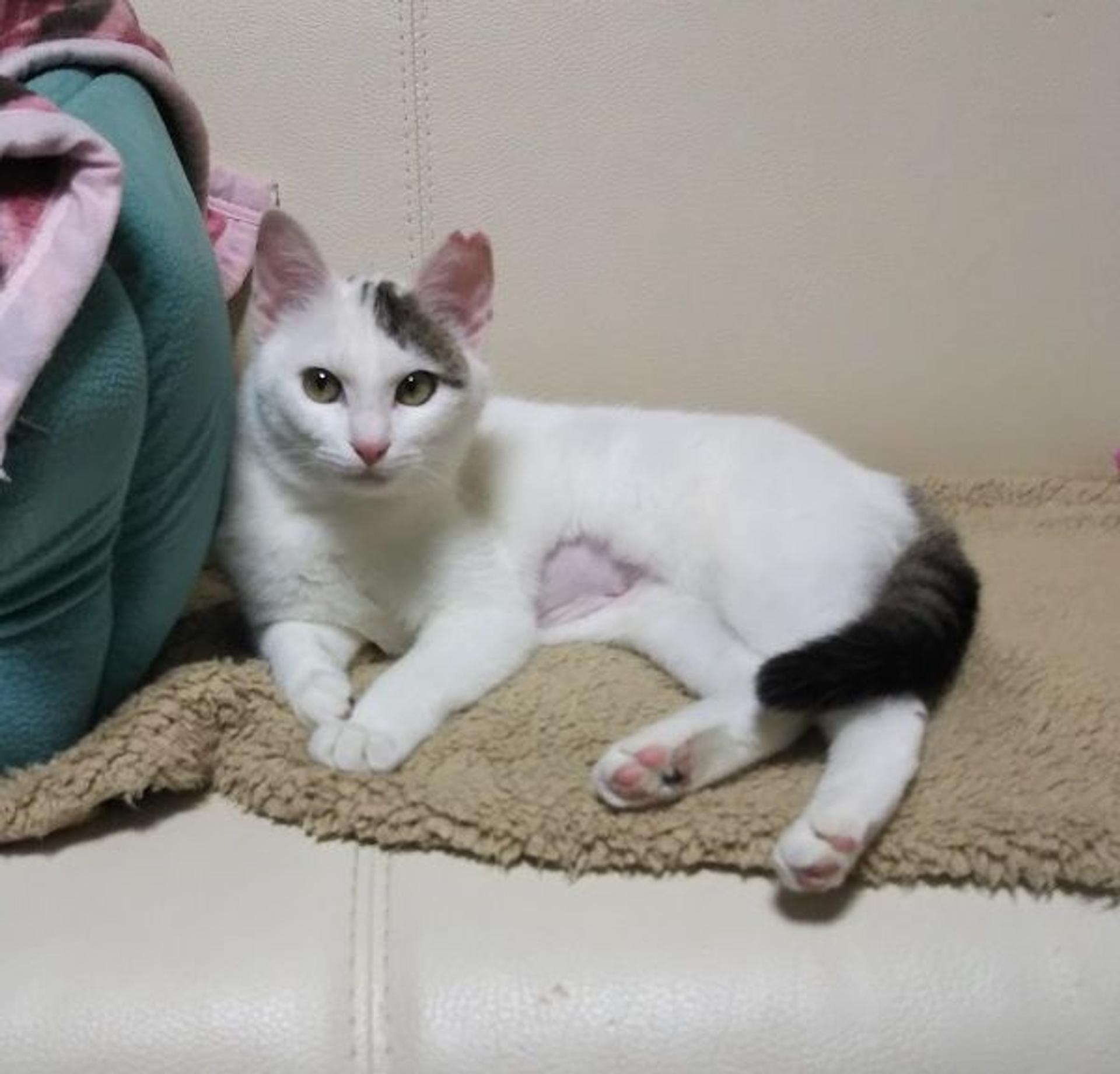 pet-image-2