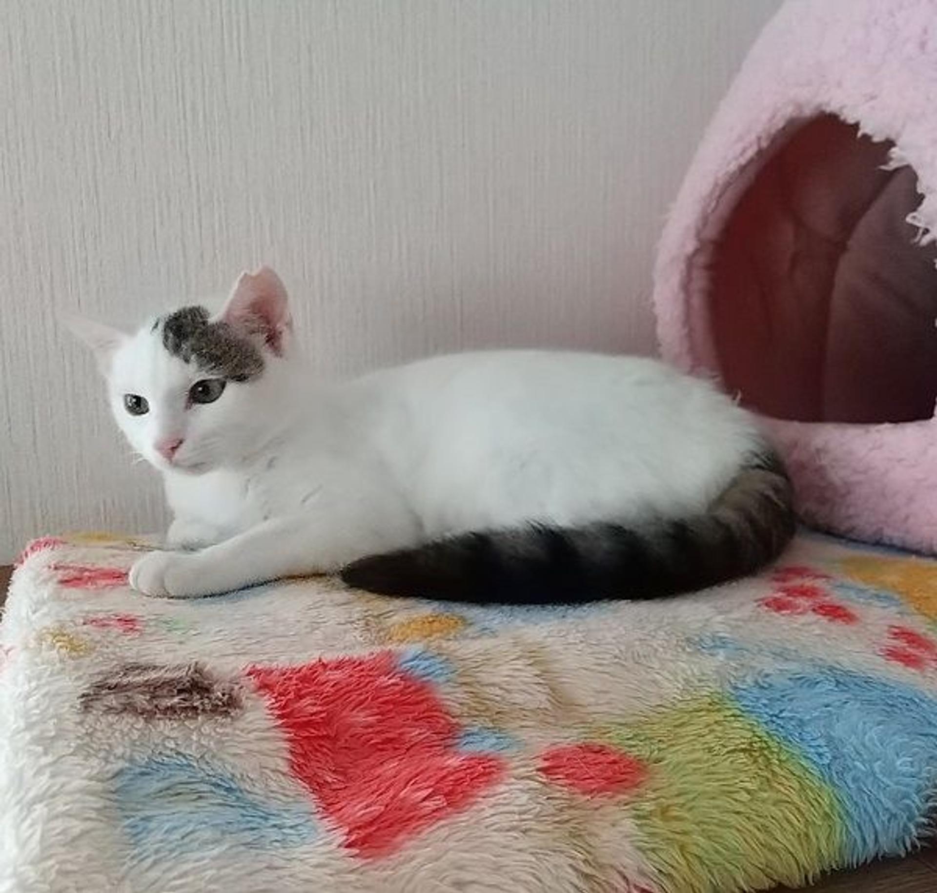 pet-image-4