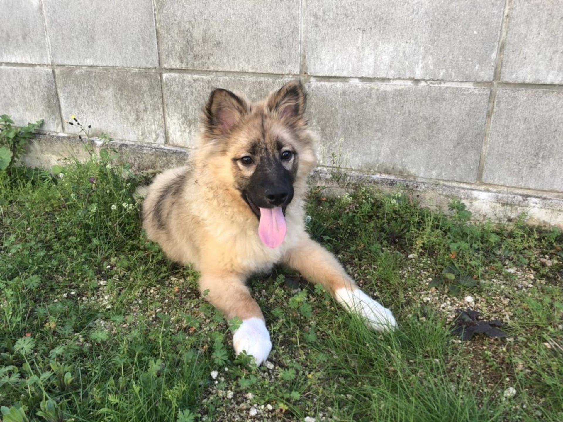 pet-image-2