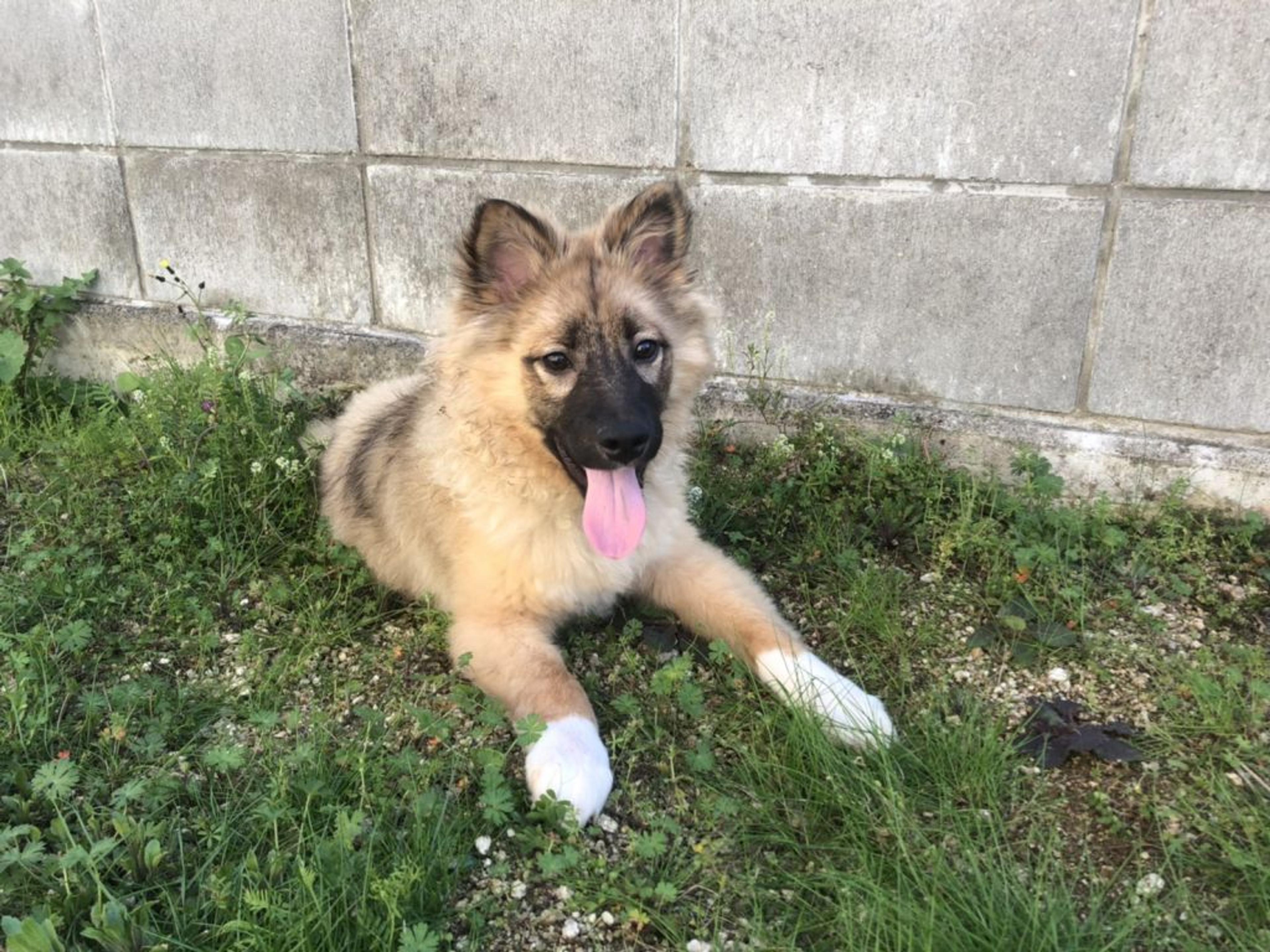 pet-image-2
