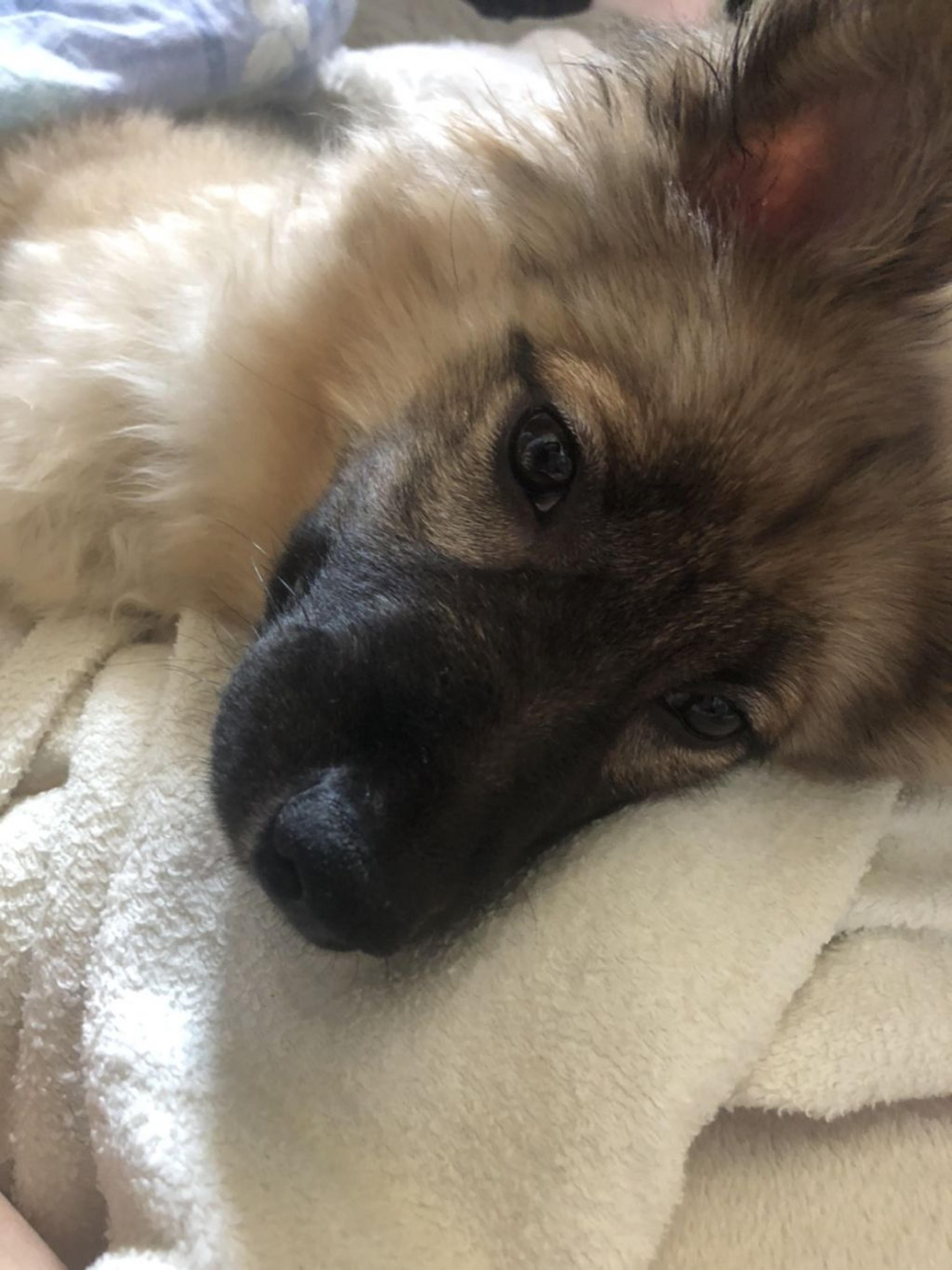 pet-image-3