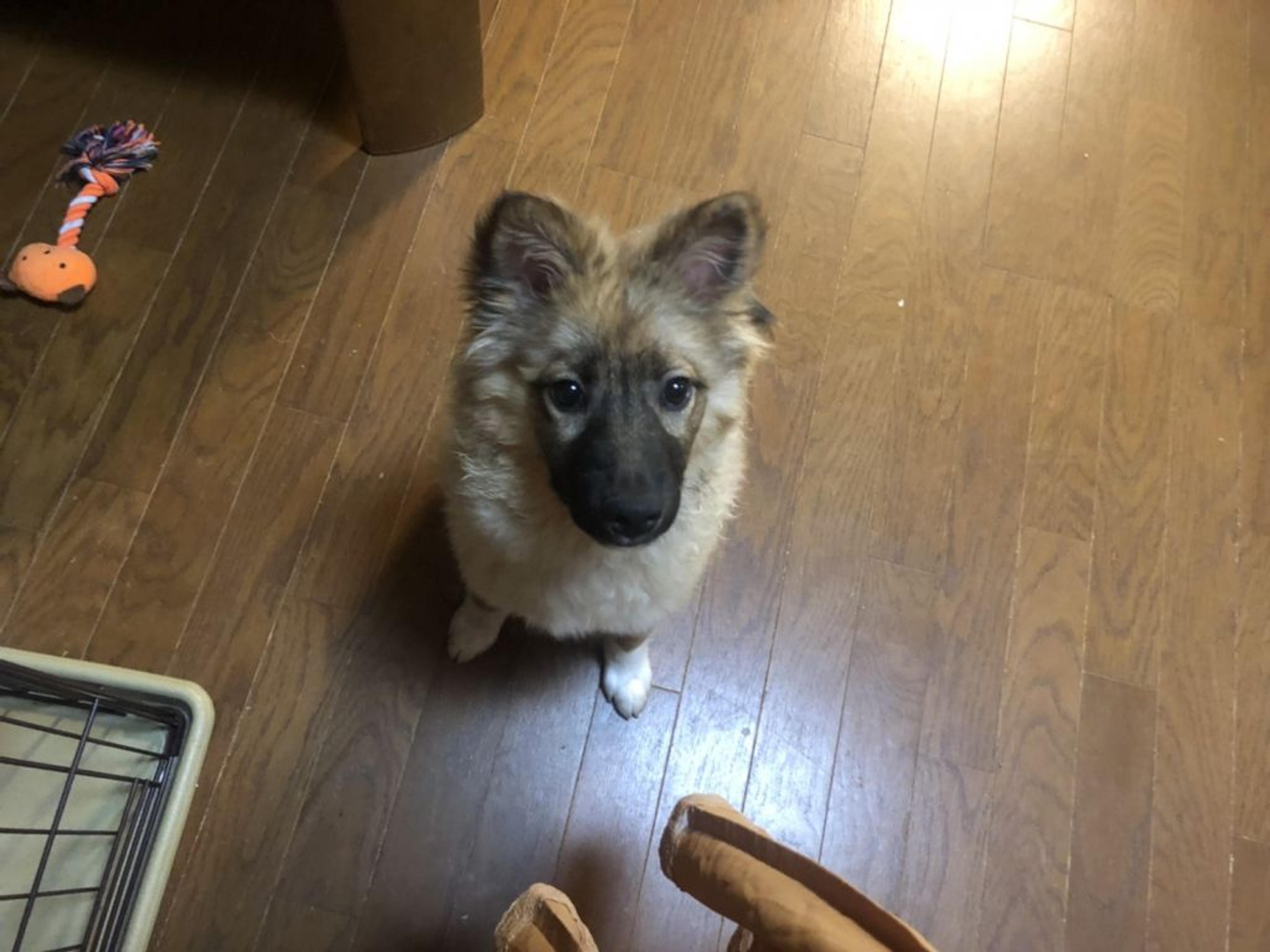pet-image-4