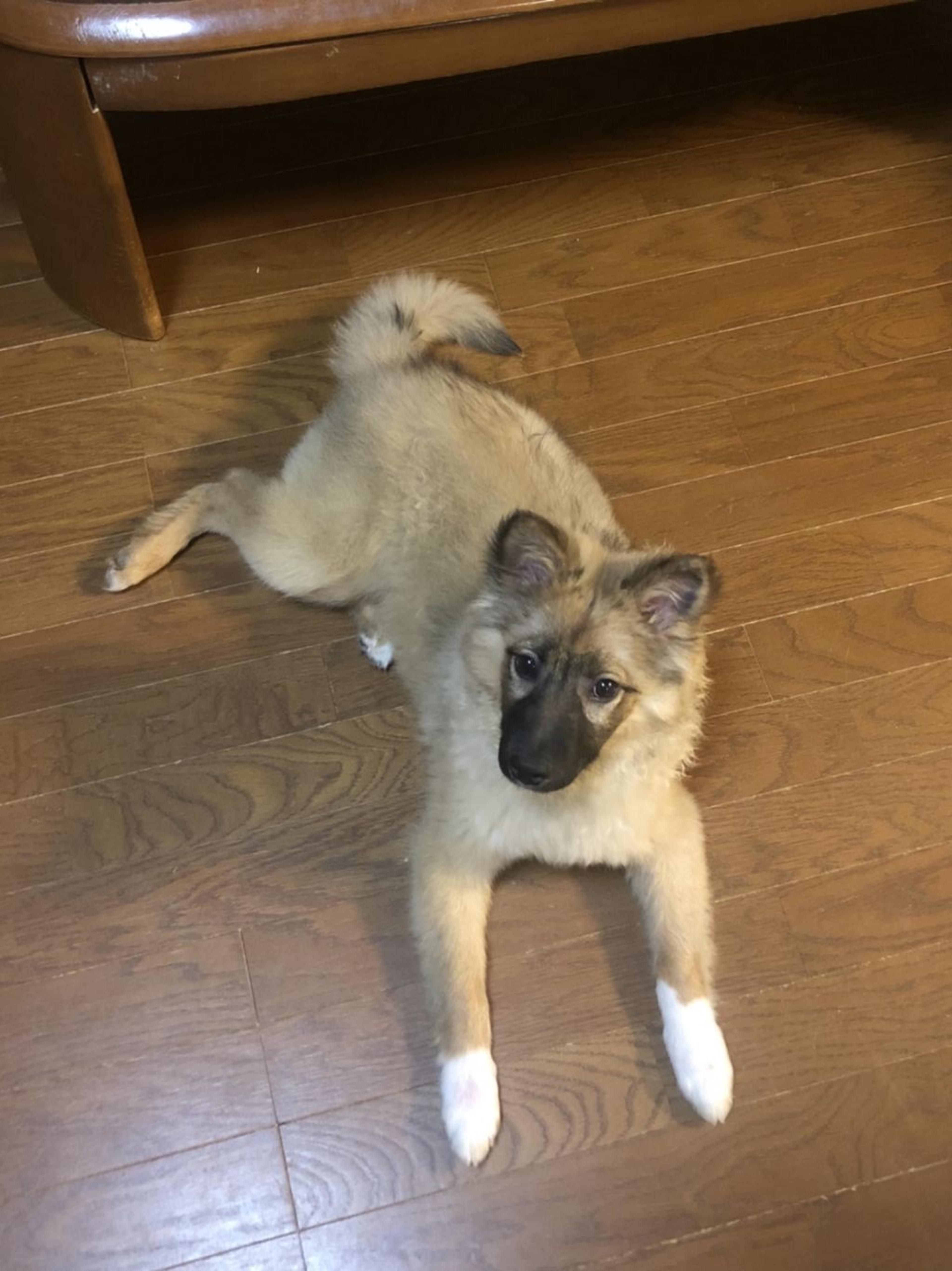 pet-image-5