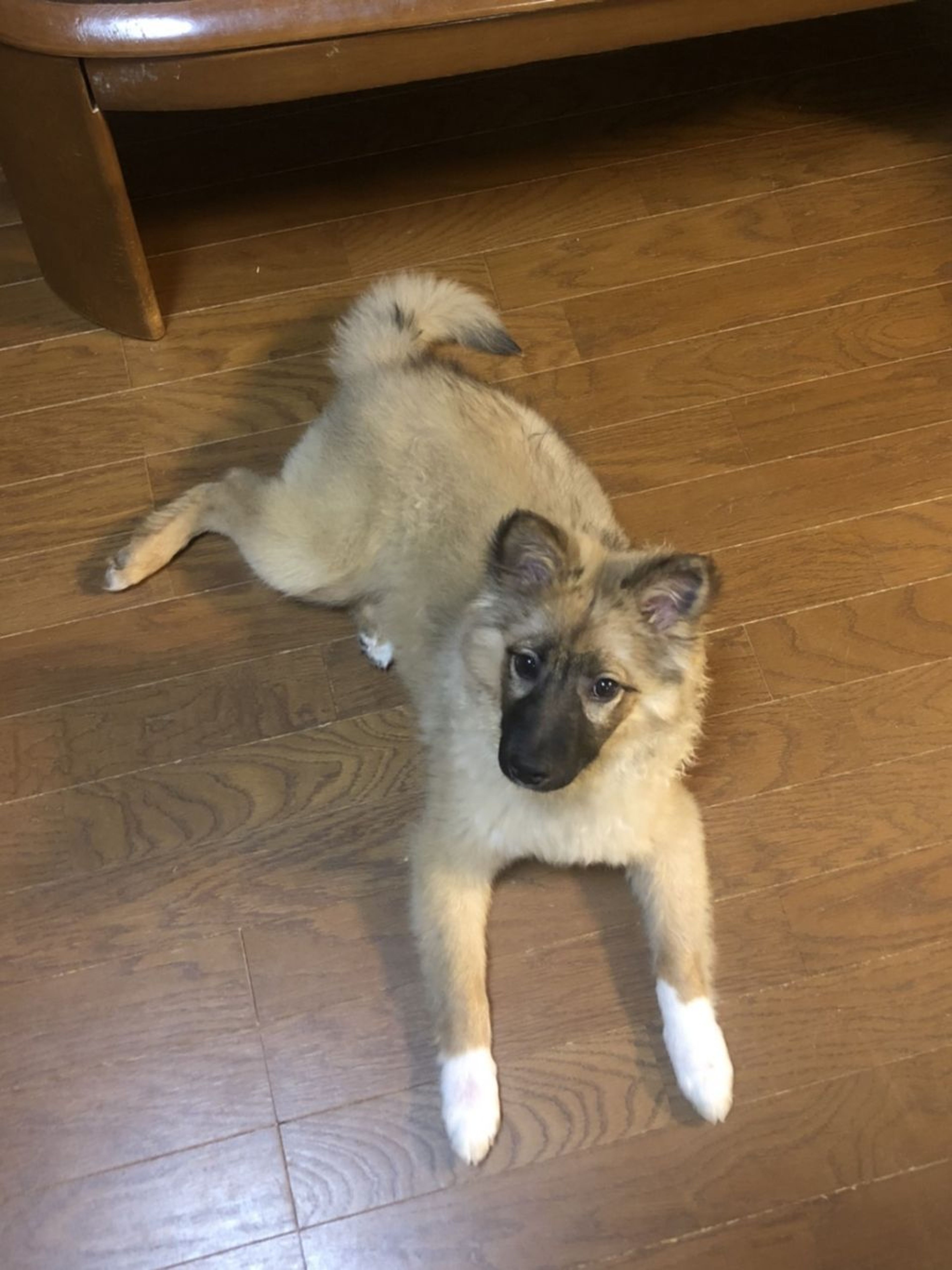 pet-image-5