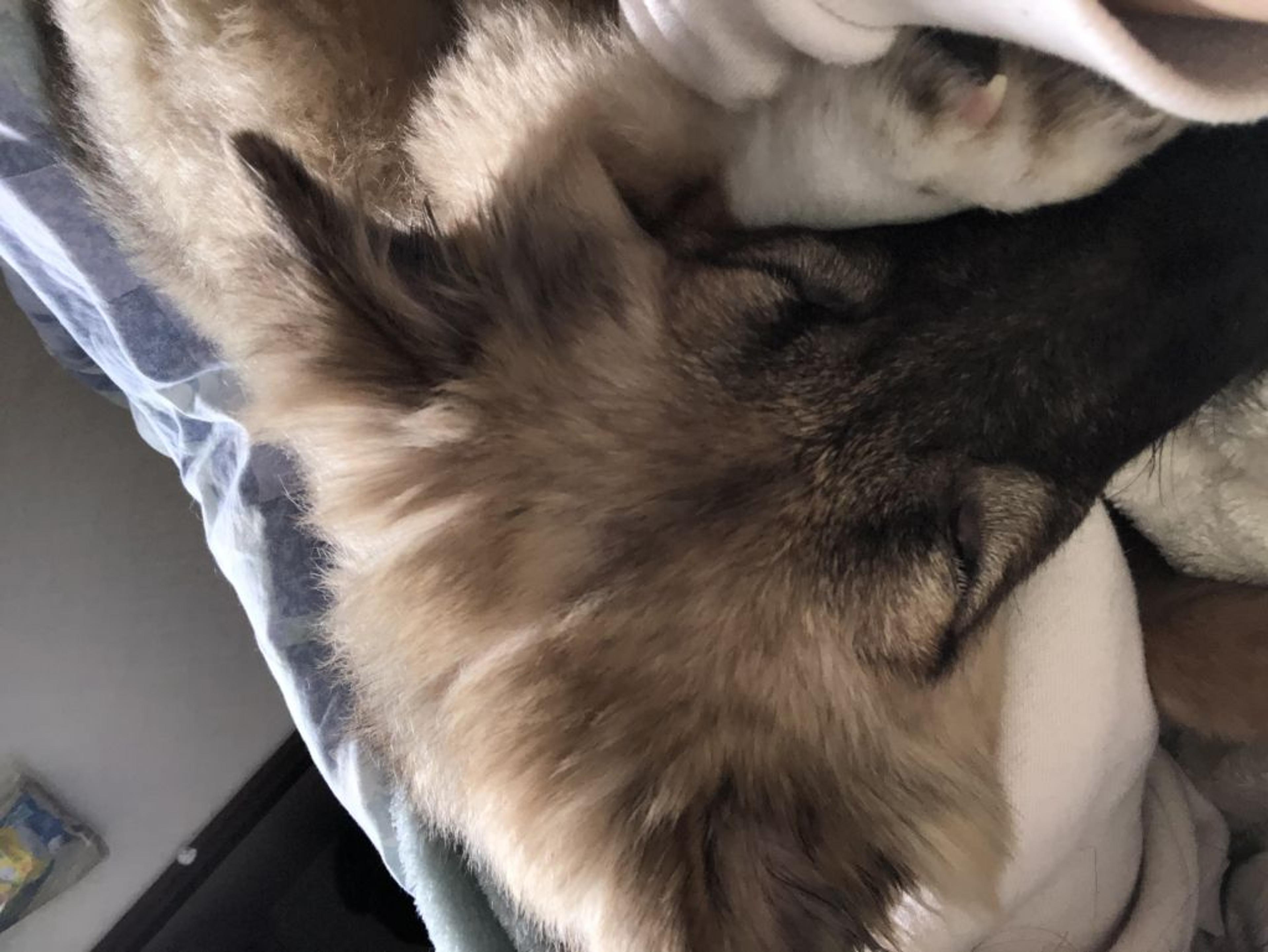 pet-image-6