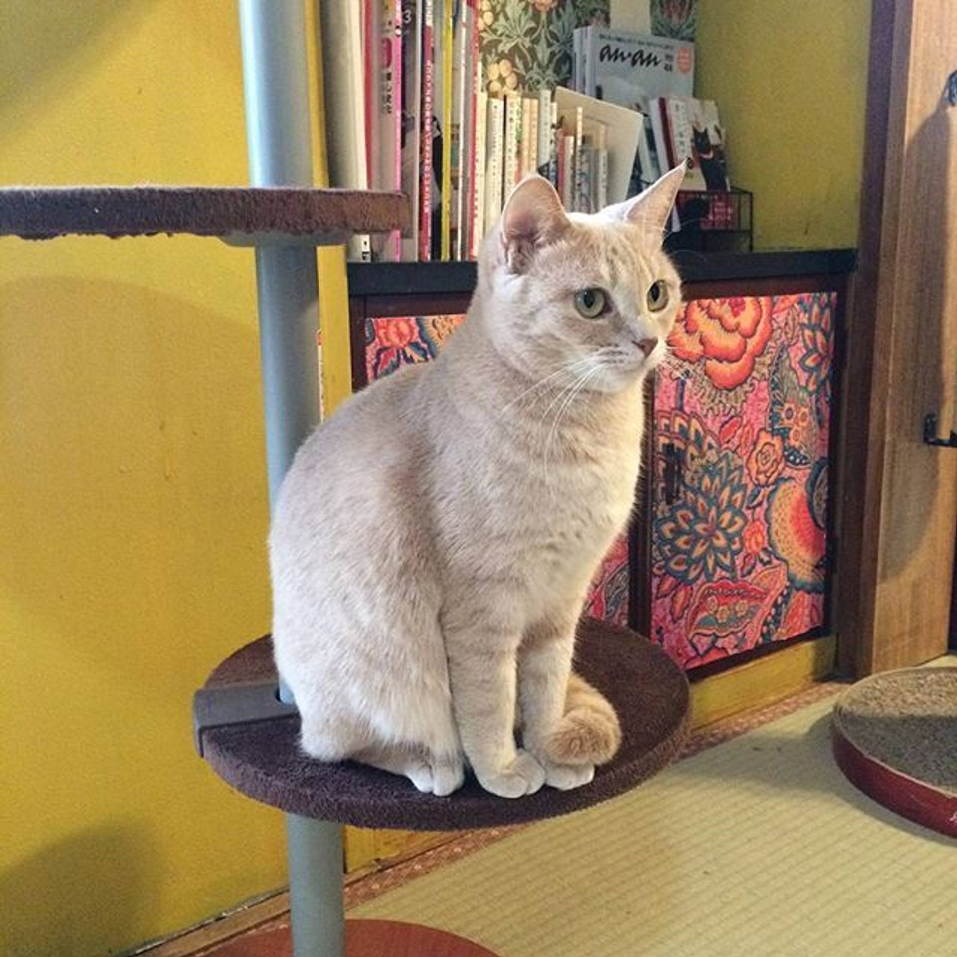 雑種（ミックス猫）・メスの里親募集の写真
