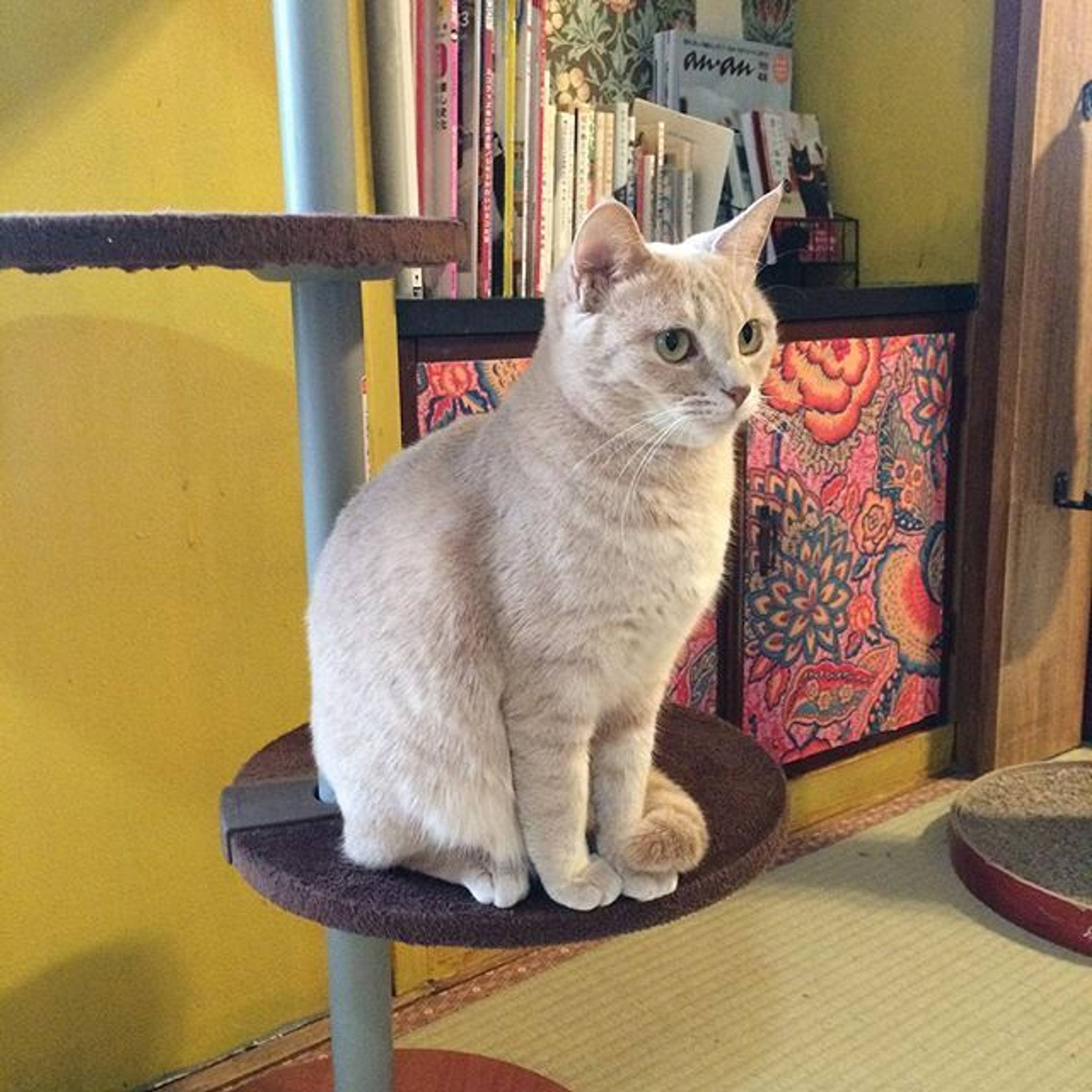 雑種（ミックス猫）・メスの里親募集の写真