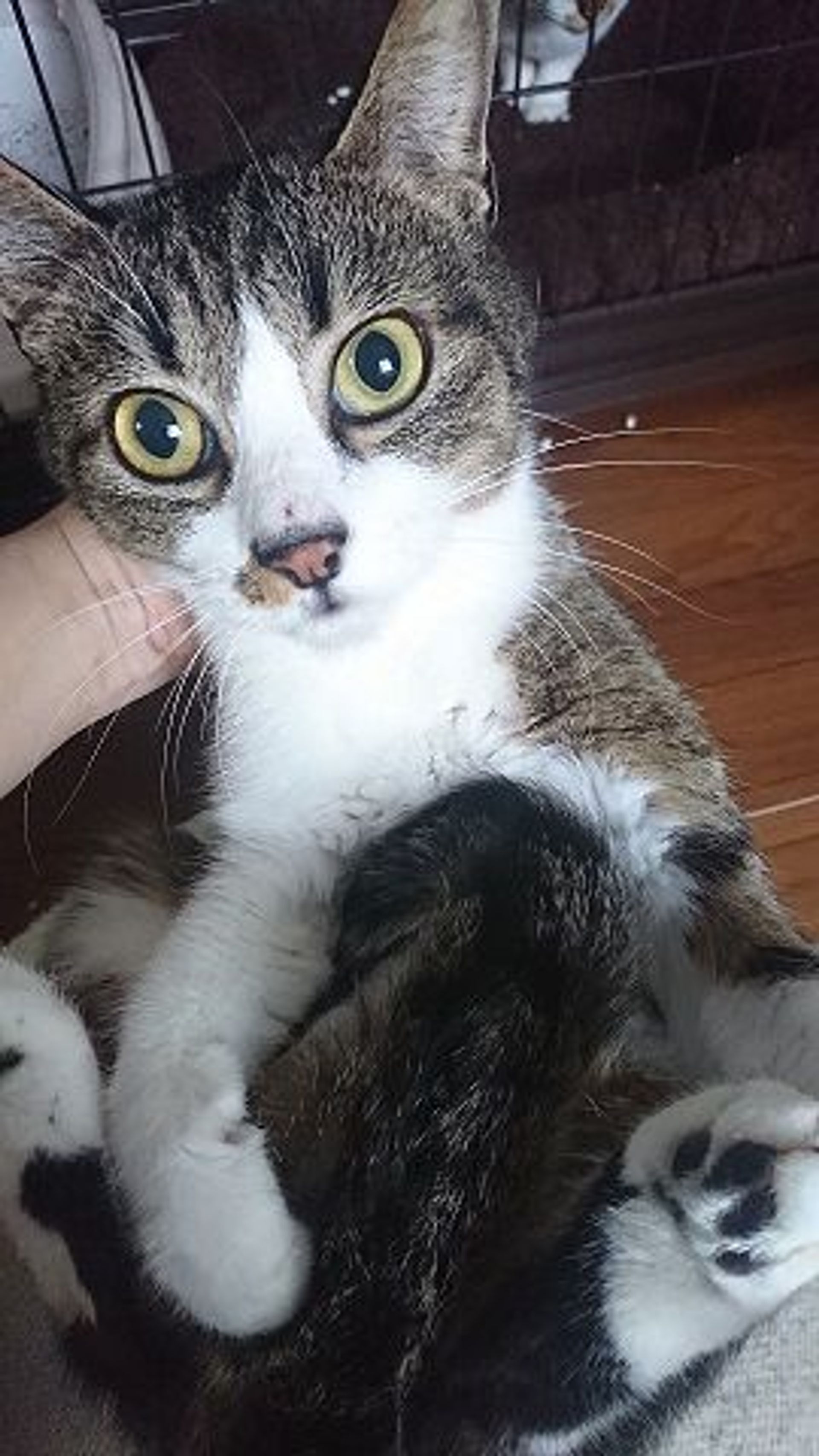 雑種（ミックス猫）・メスの里親募集の写真